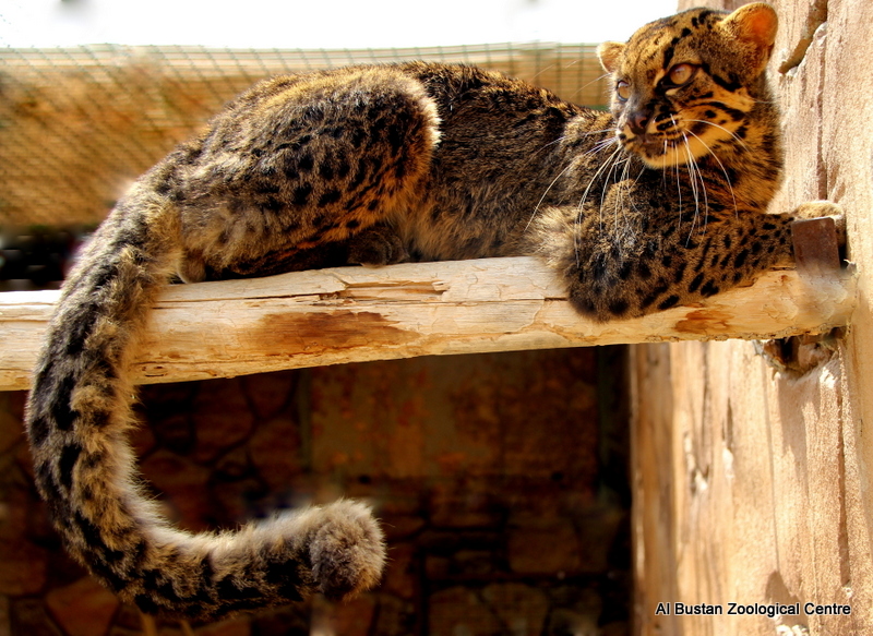 marbled cat (Pardofelis marmorata)