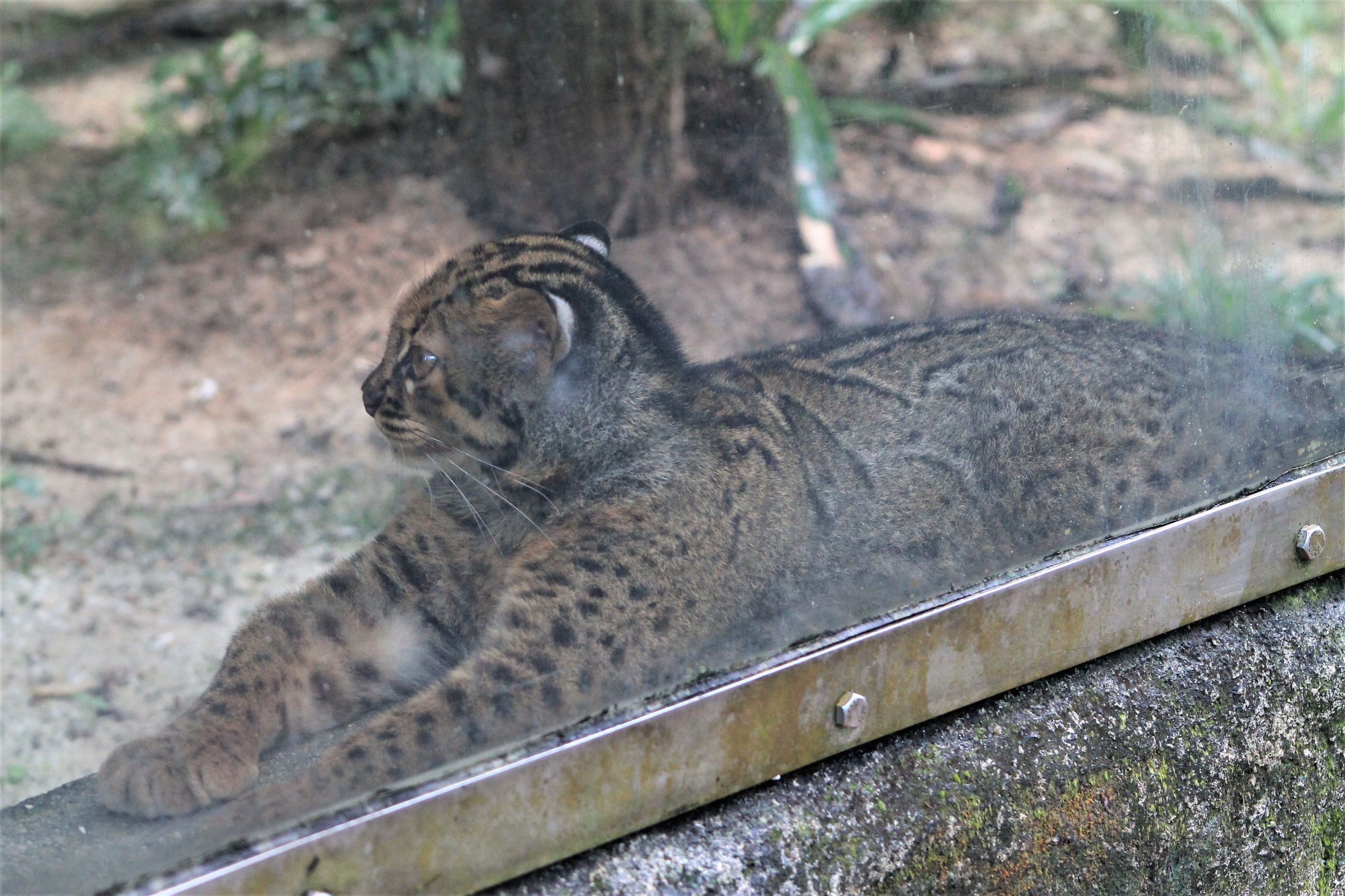 Marbled Cat (Pardofelis marmorata)