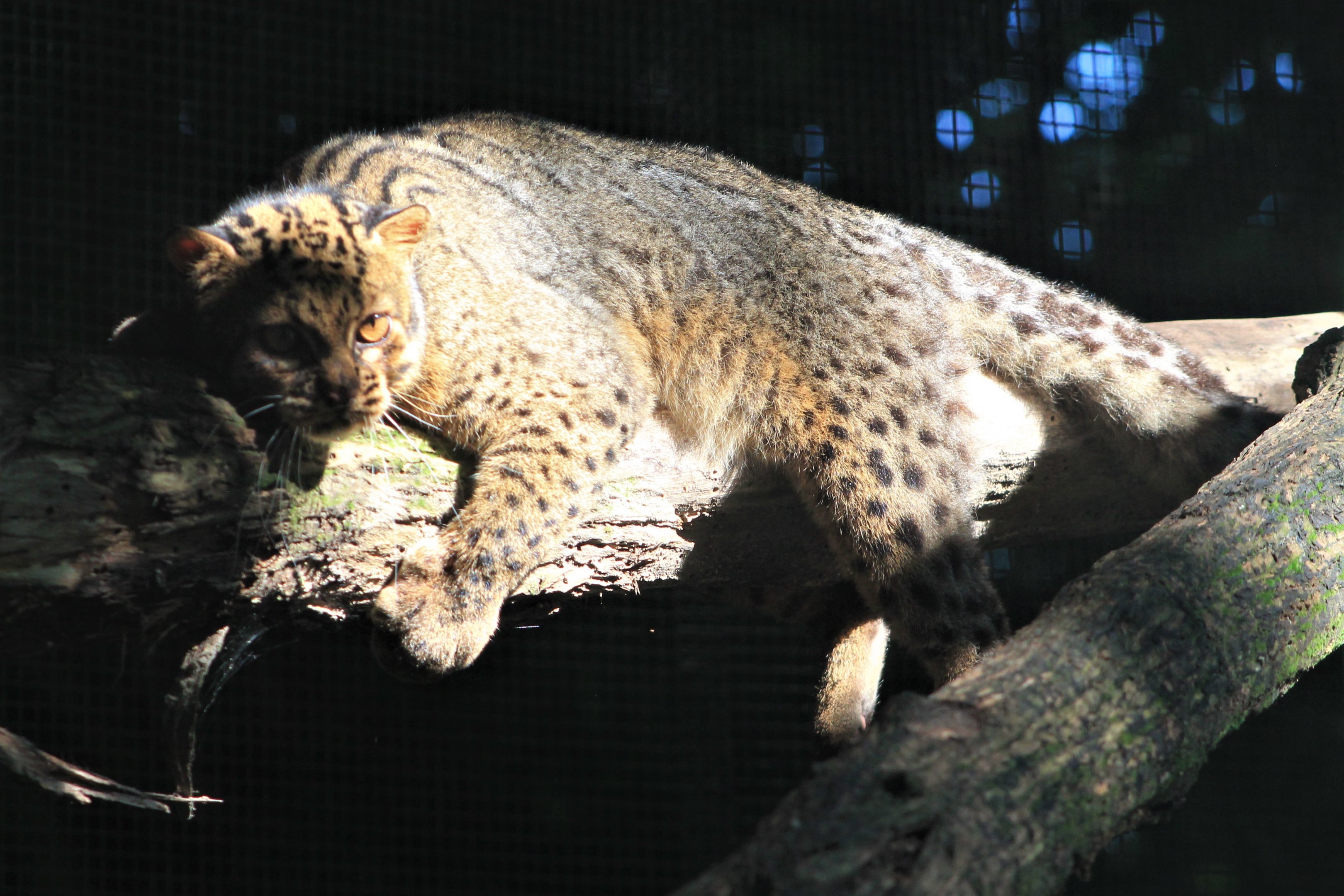 Marbled Cat (Pardofelis marmorata)