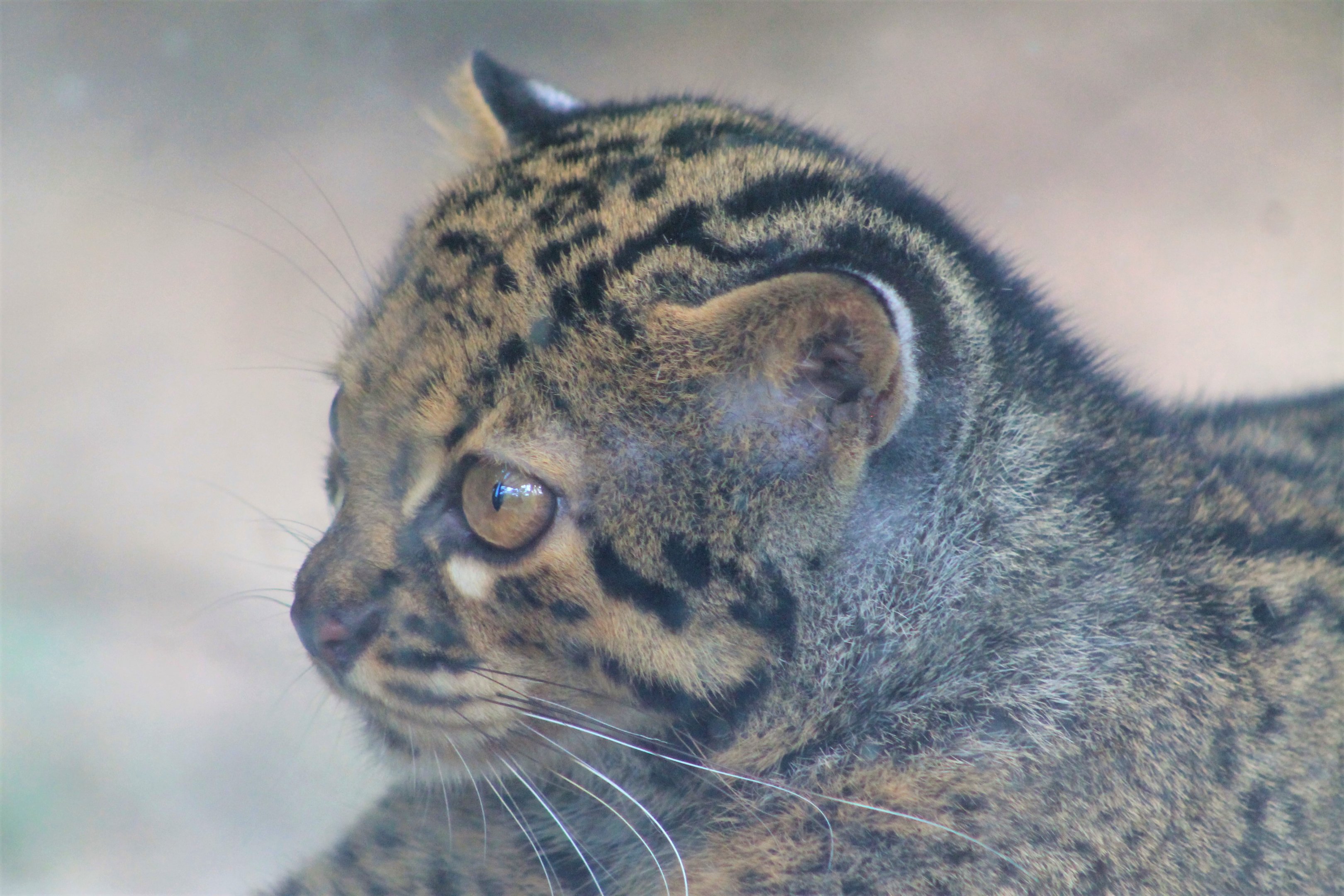 Marbled Cat (Pardofelis marmorata)
