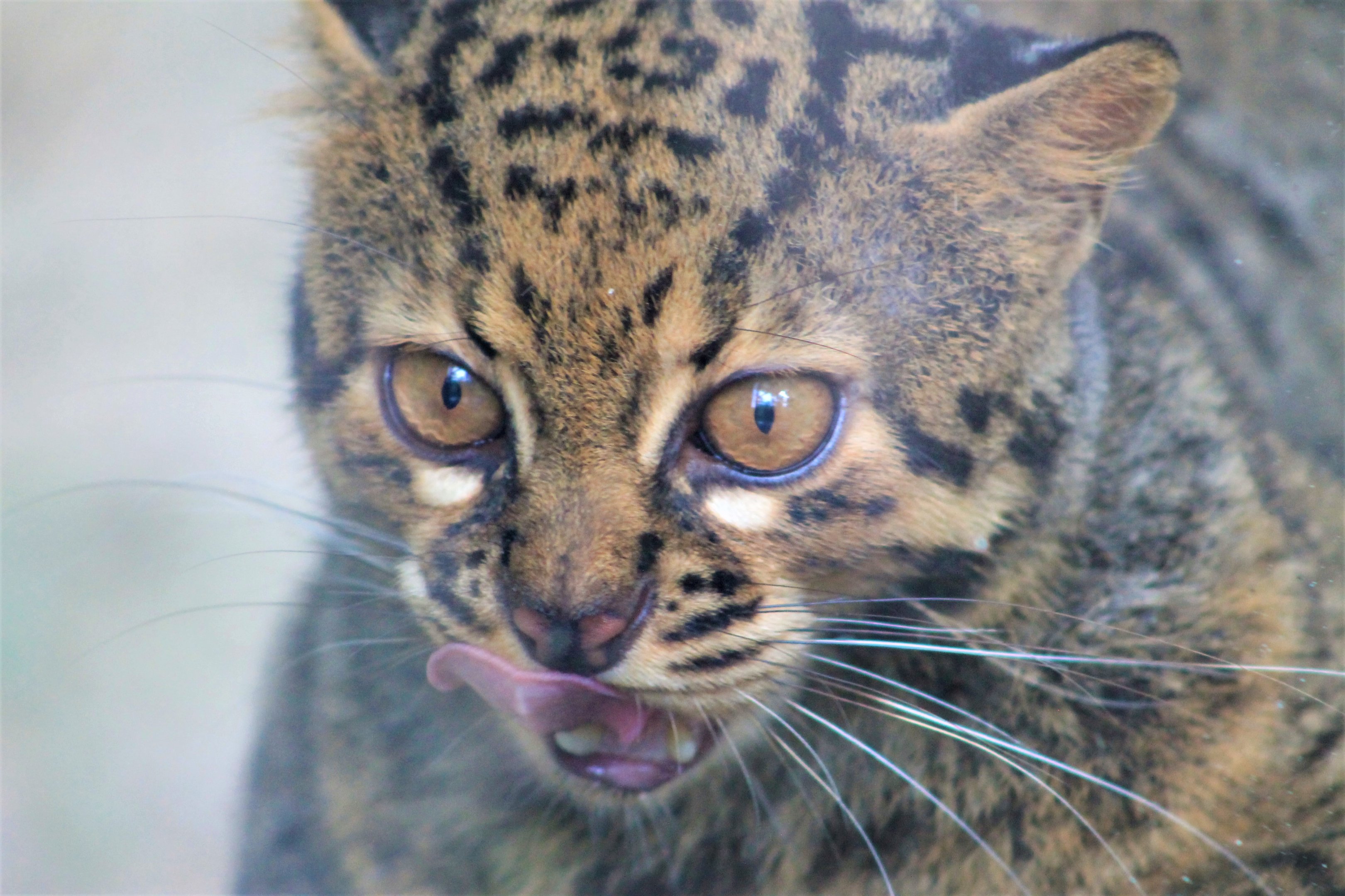 Marbled Cat (Pardofelis marmorata)