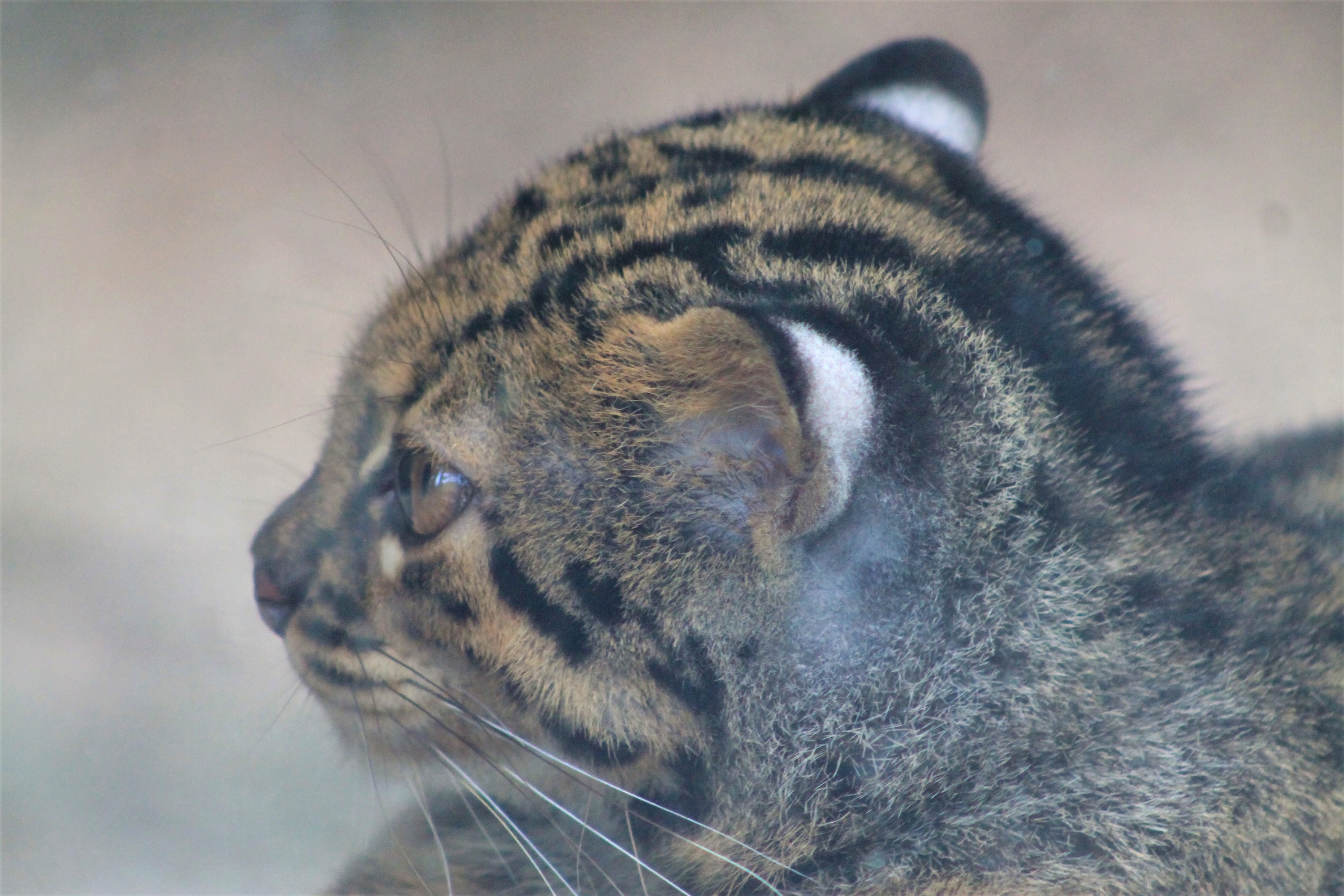 Marbled Cat (Pardofelis marmorata)