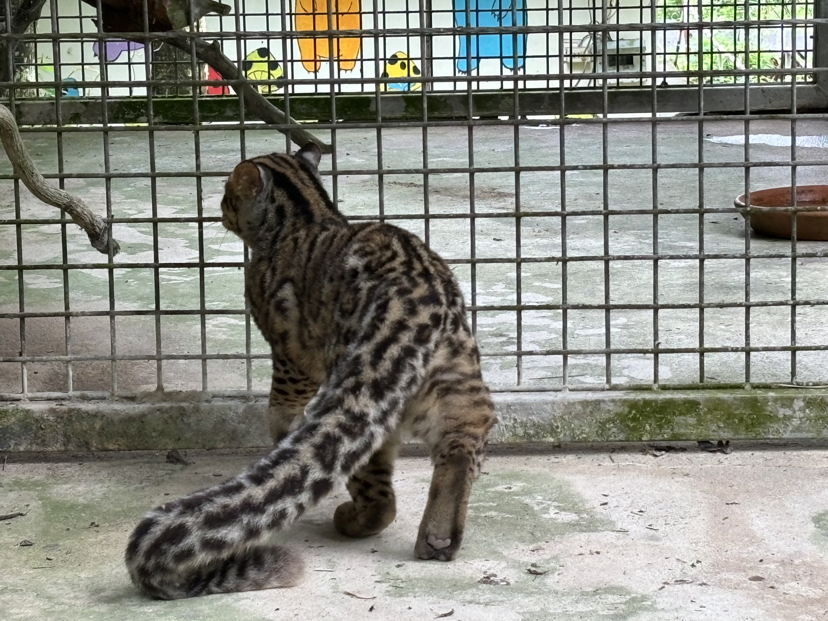 Marbled Cat - rear view