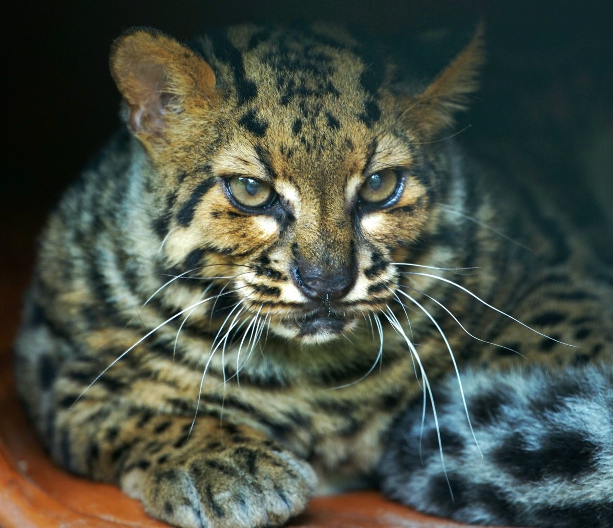Marbled Cat,  Rescue Center No.1