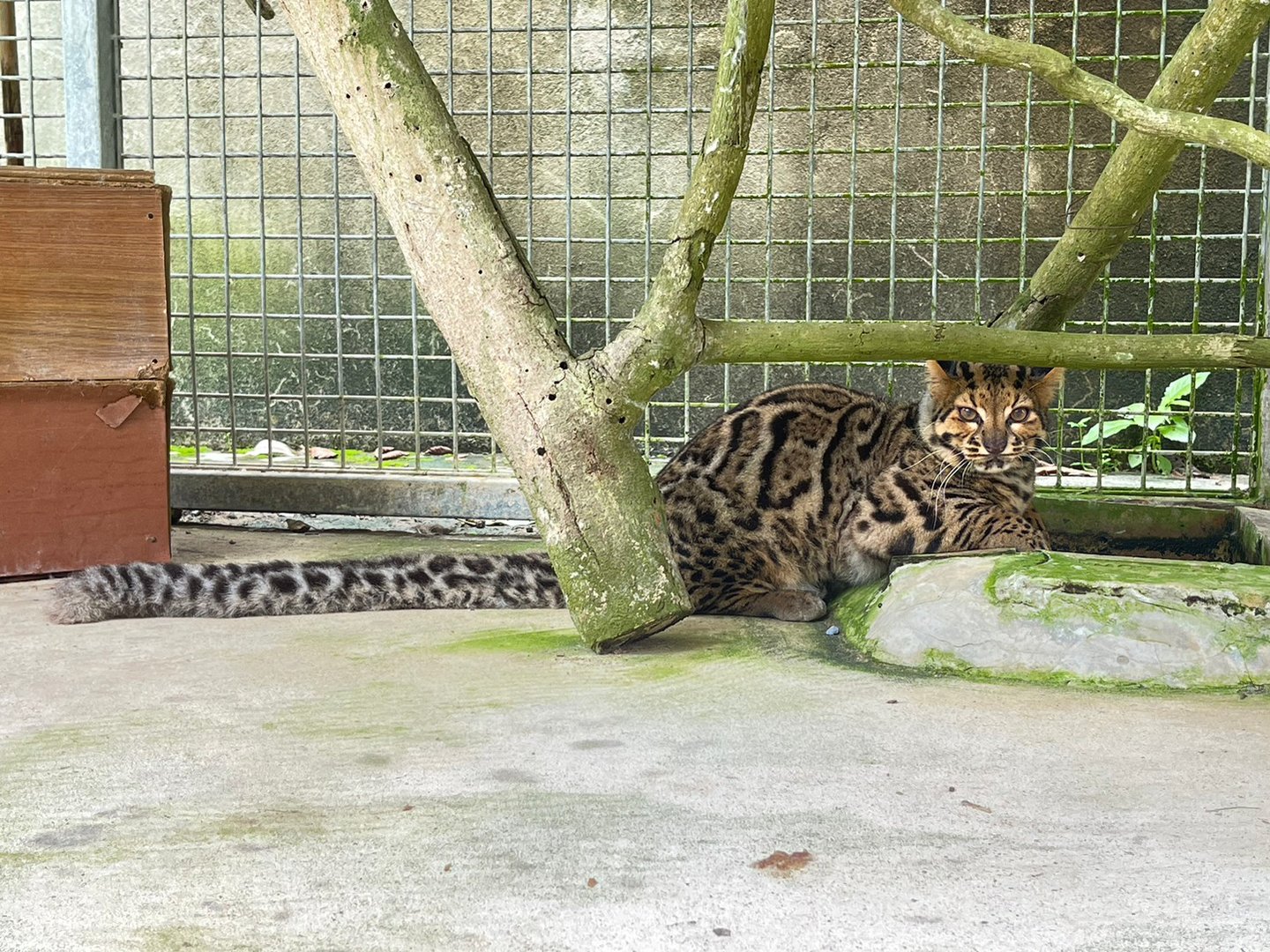 Marbled Cat - Wildlife Quarantine Center