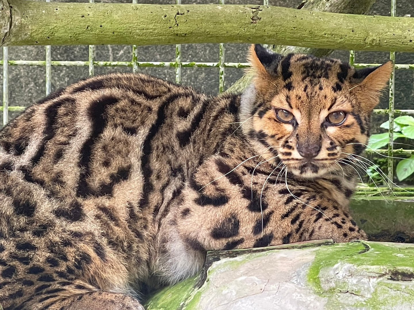 Marbled Cat - Wildlife Quarantine Center