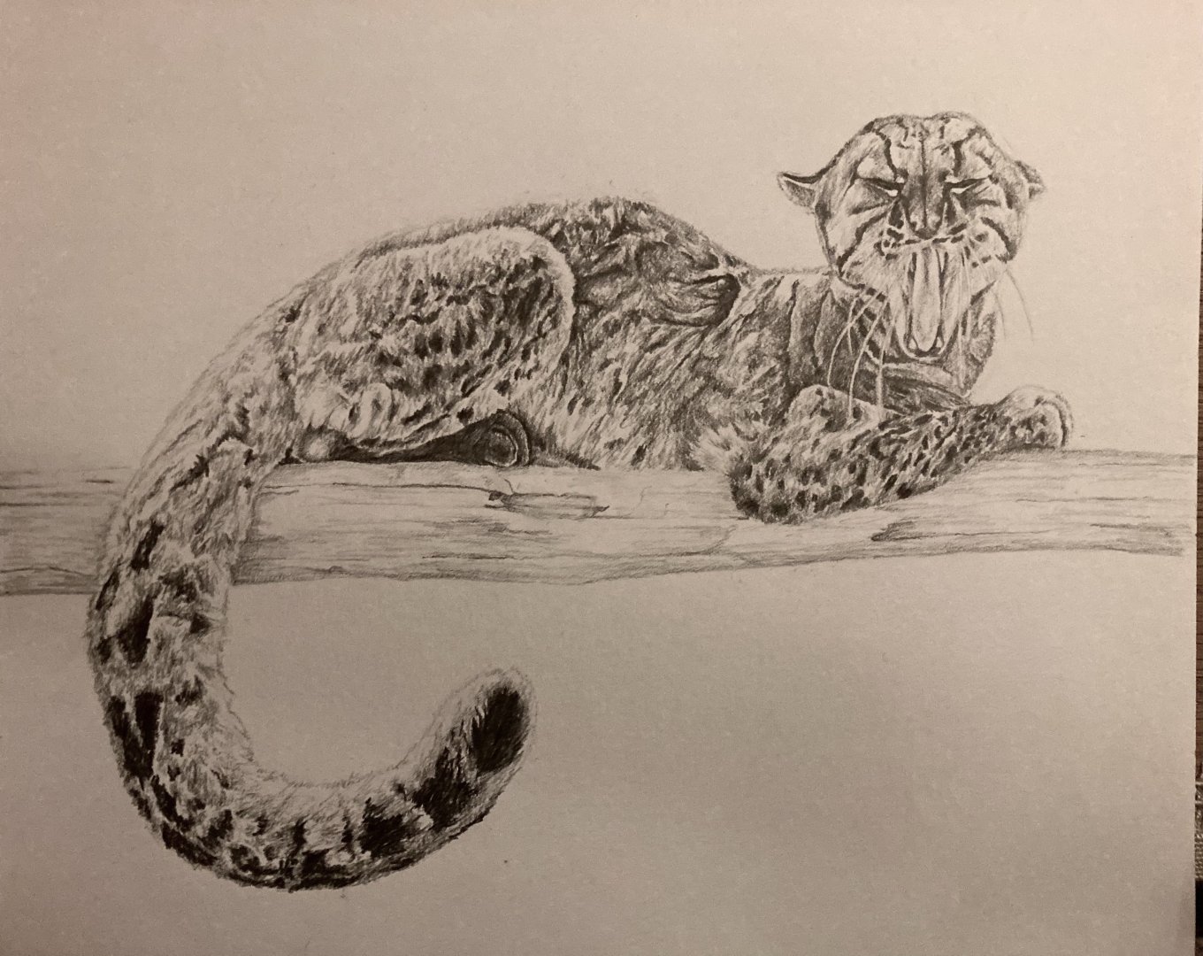 Marbled cat