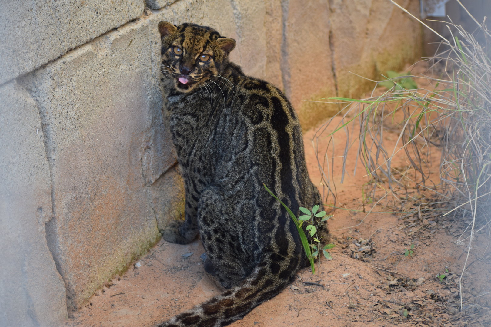 Marbled Cat