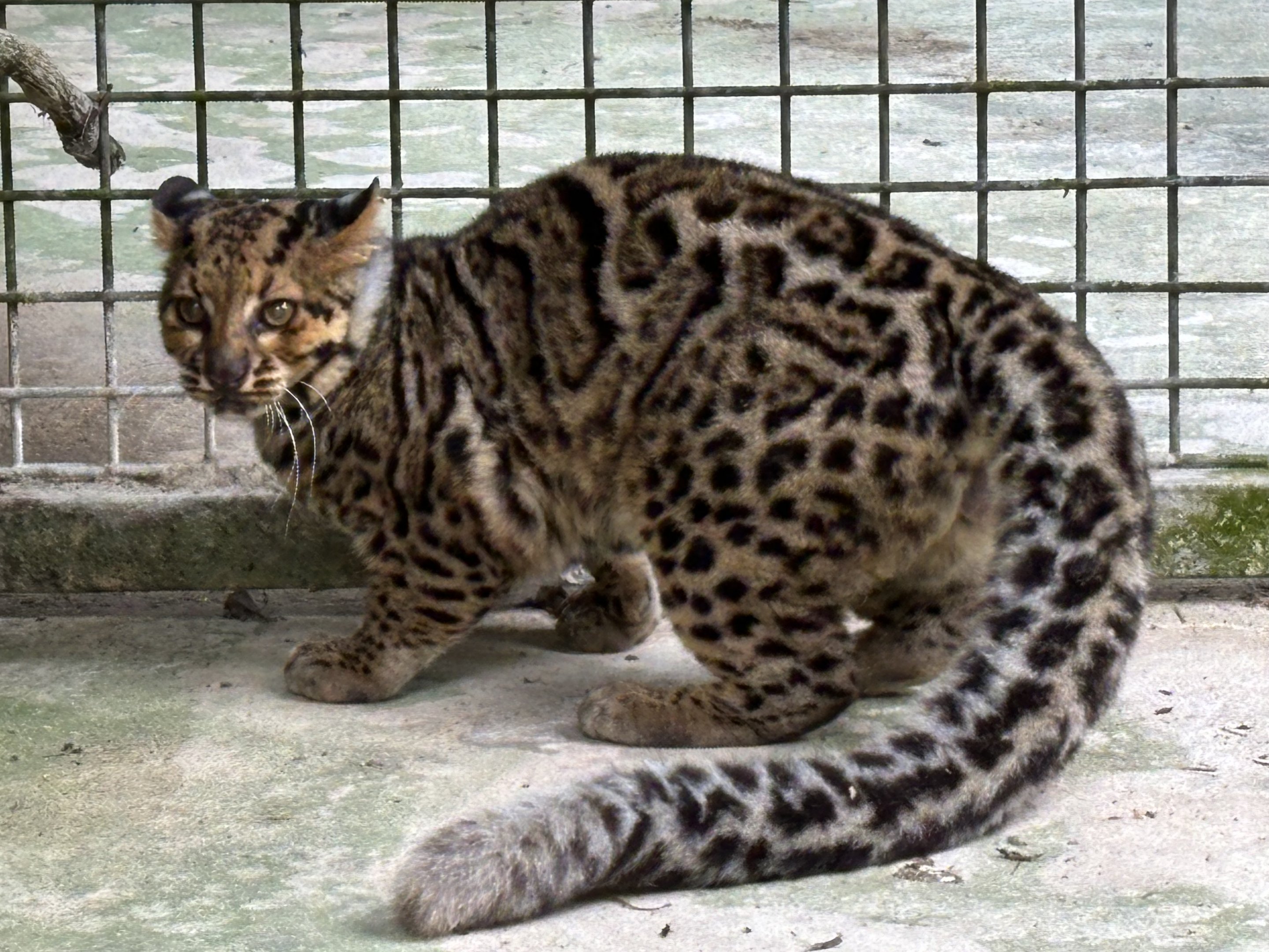 Marbled Cat