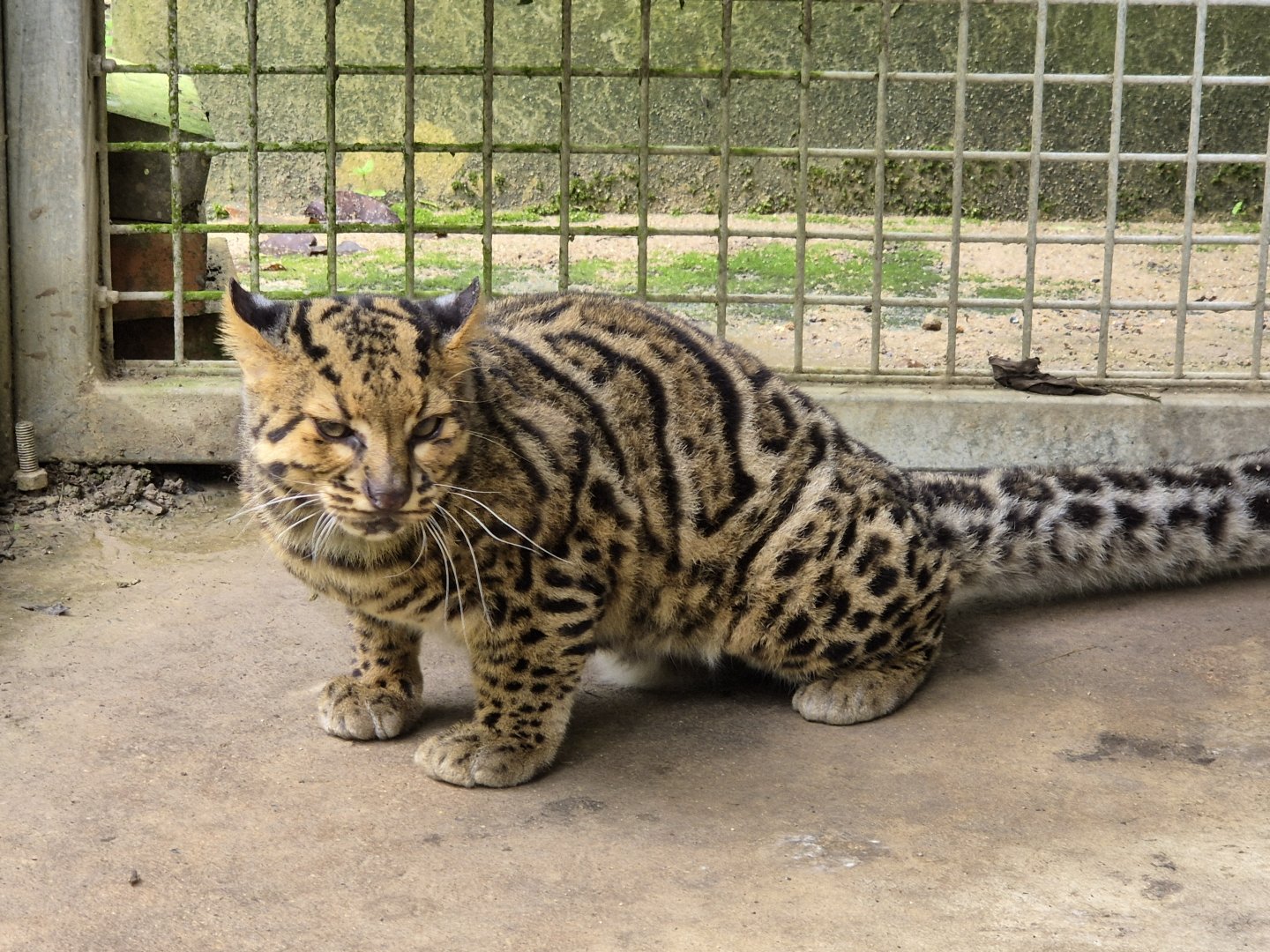 Marbled Cat
