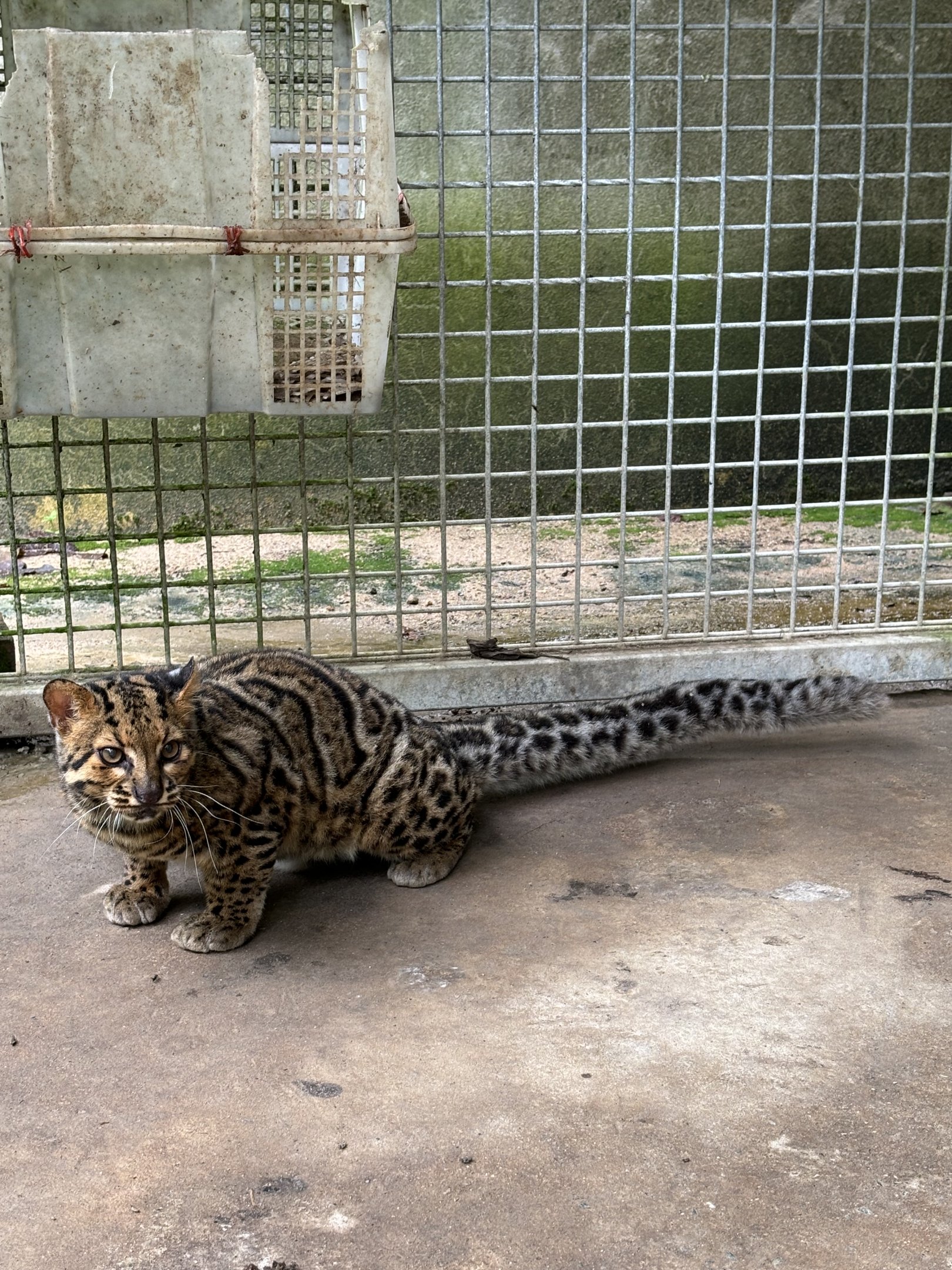 Marbled Cat