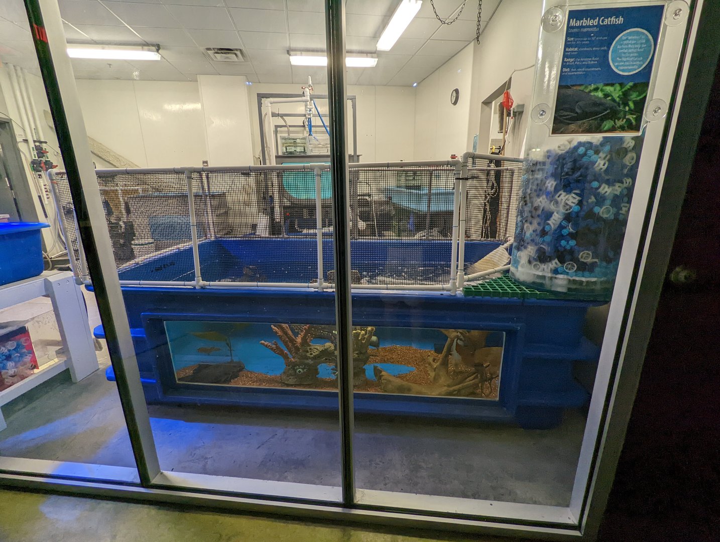 Marbled Catfish in a public viewable quarantine