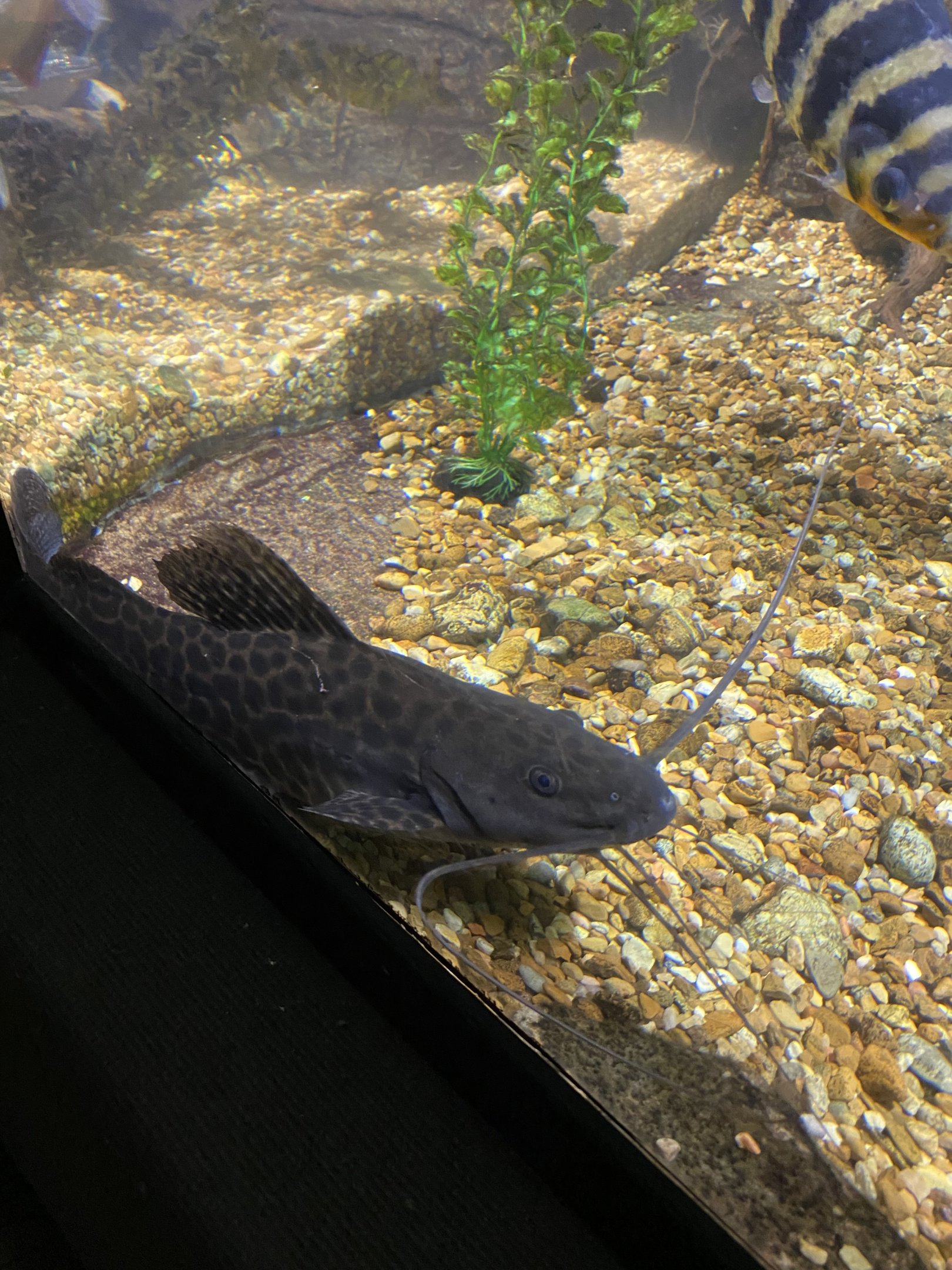 Marbled Catfish