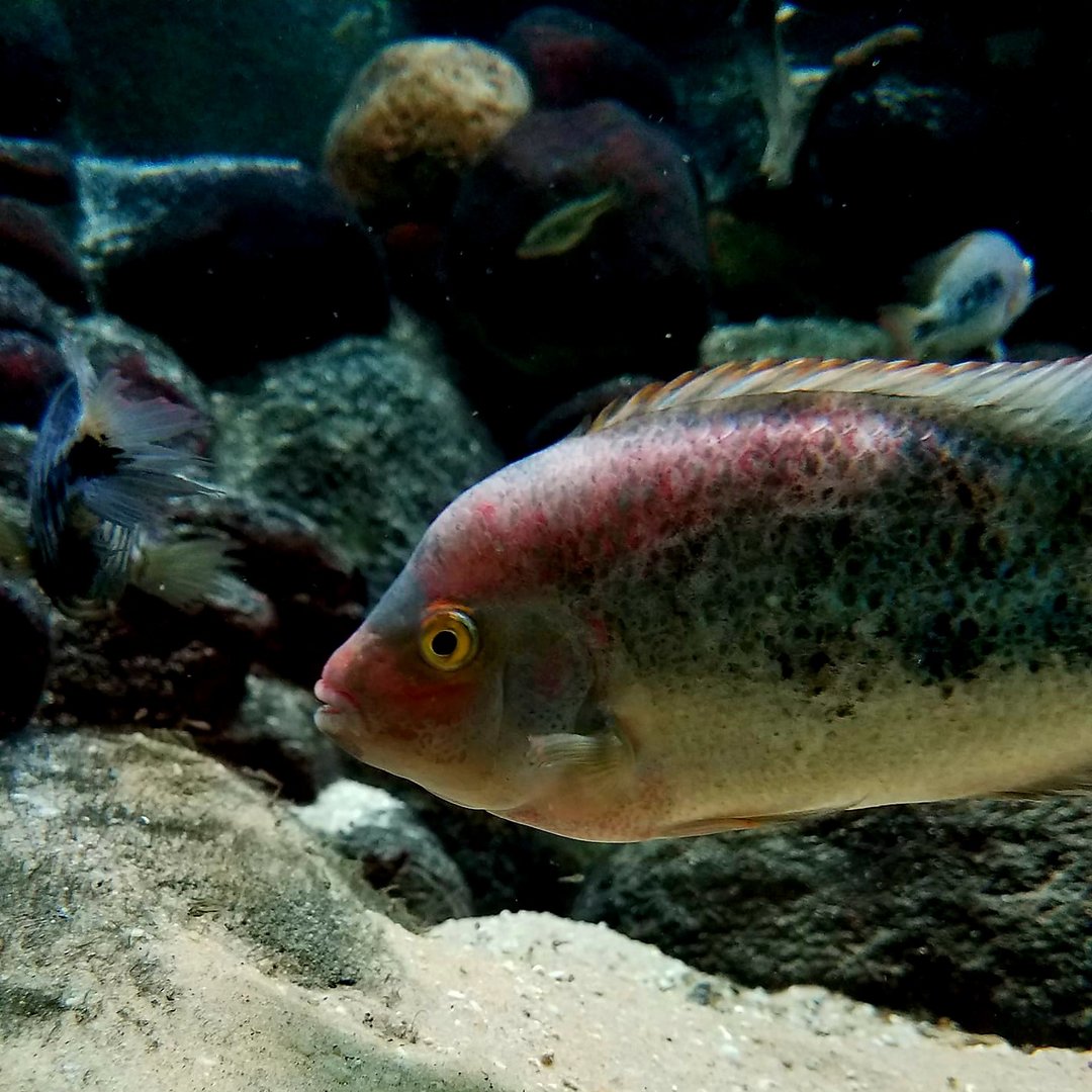 Marbled Cichlids (Vieja fenestrata)