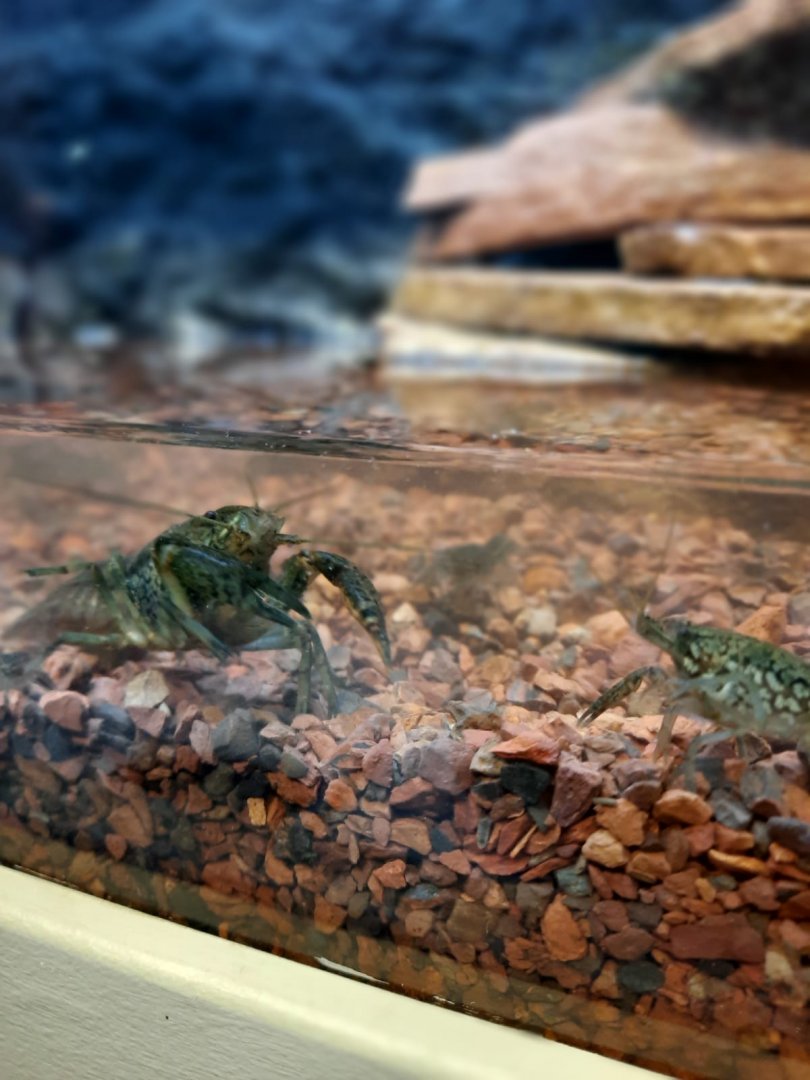 Marbled crayfish (Procambarus fallax)