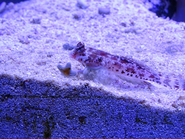 Marbled dragonet (Synchiropus marmoratus)