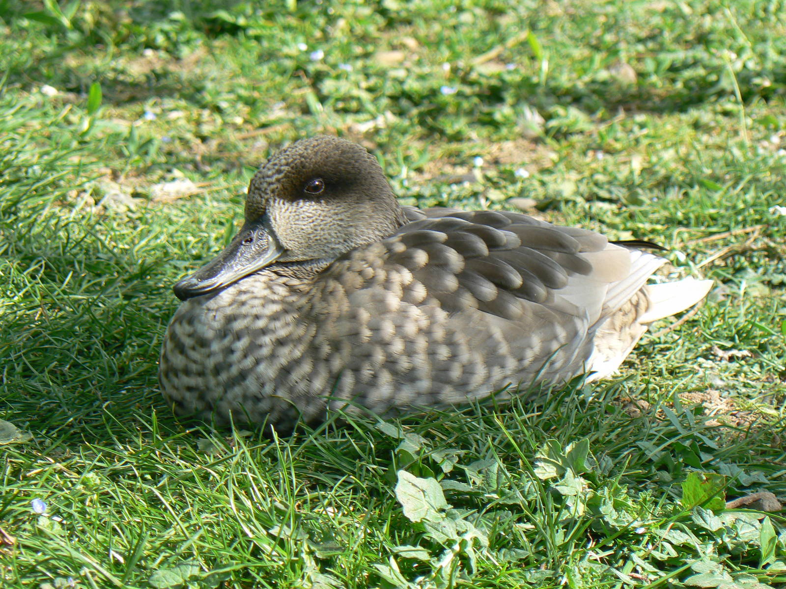 Marbled Duck- Into Africa