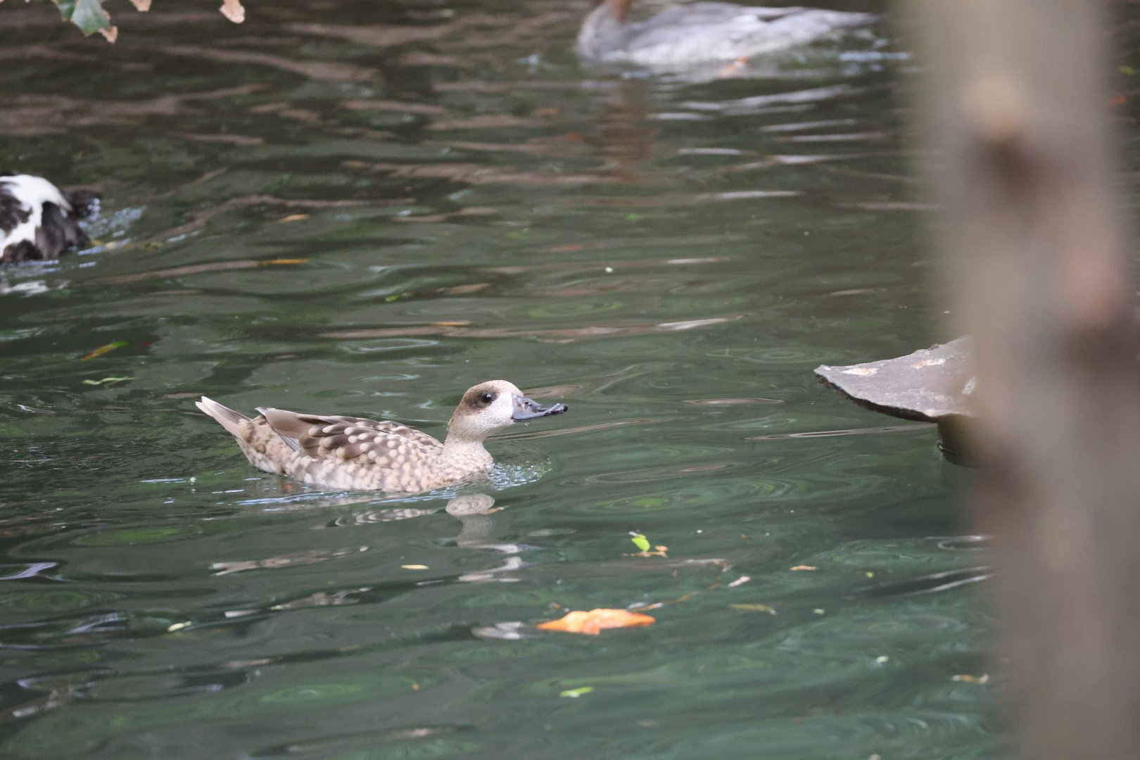 Marbled duck (Marmaronetta angustirostris)