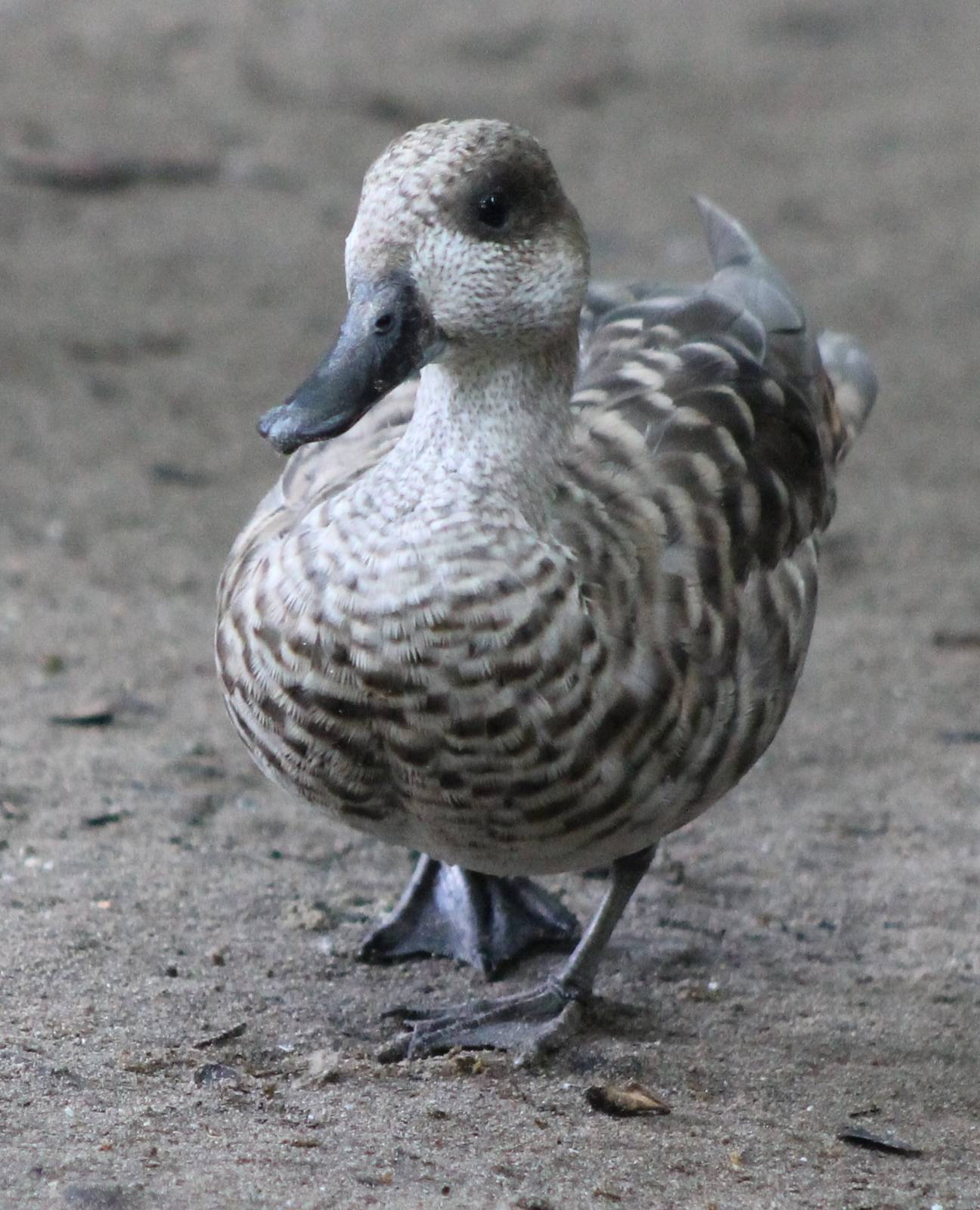 Marbled duck