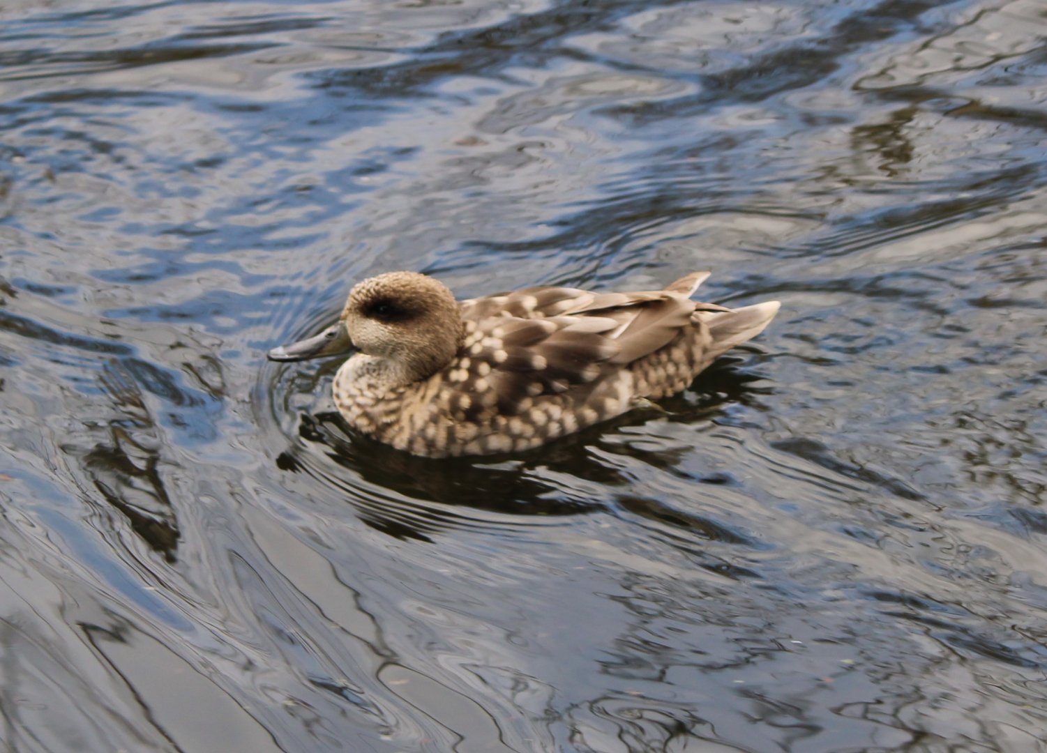 Marbled duck