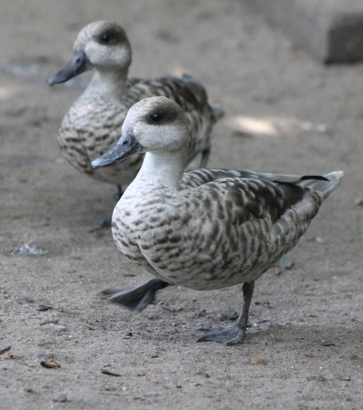 Marbled ducks