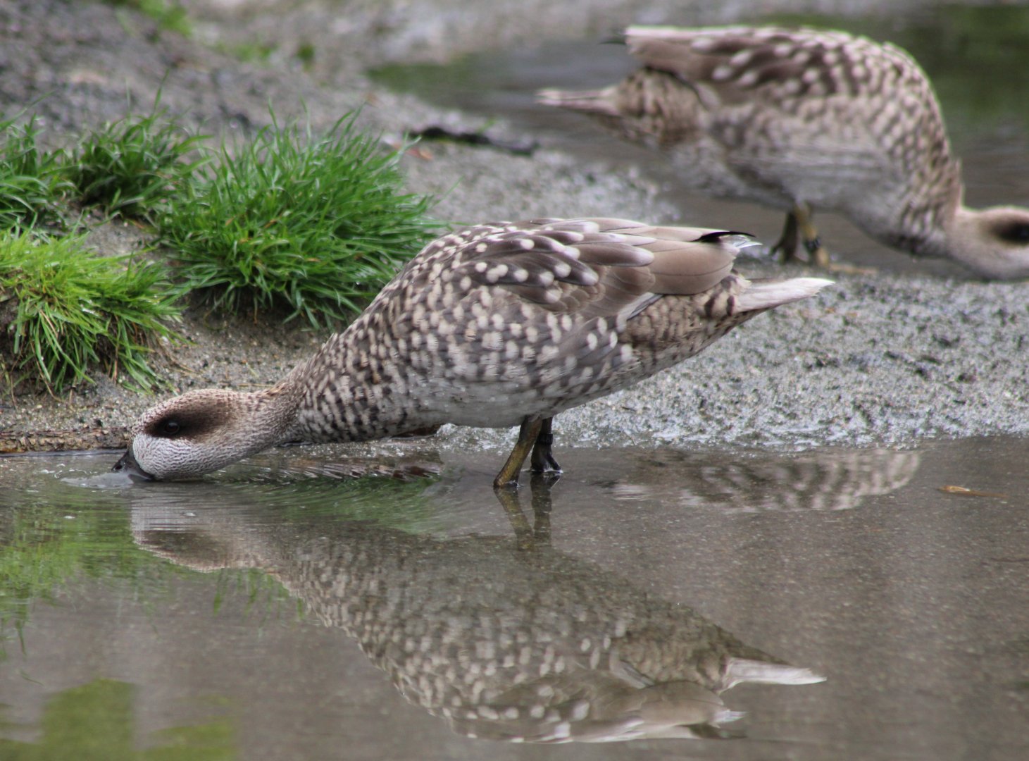 Marbled ducks