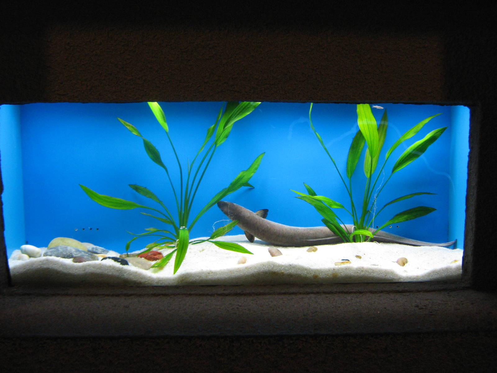 marbled eel (Anguilla marmorata)