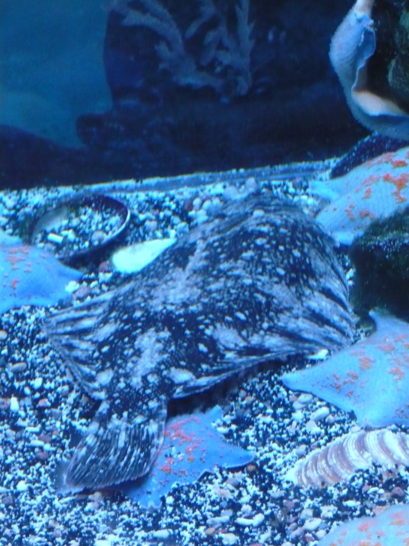 Marbled flounder (Pseudopleuronectes yokohamae)