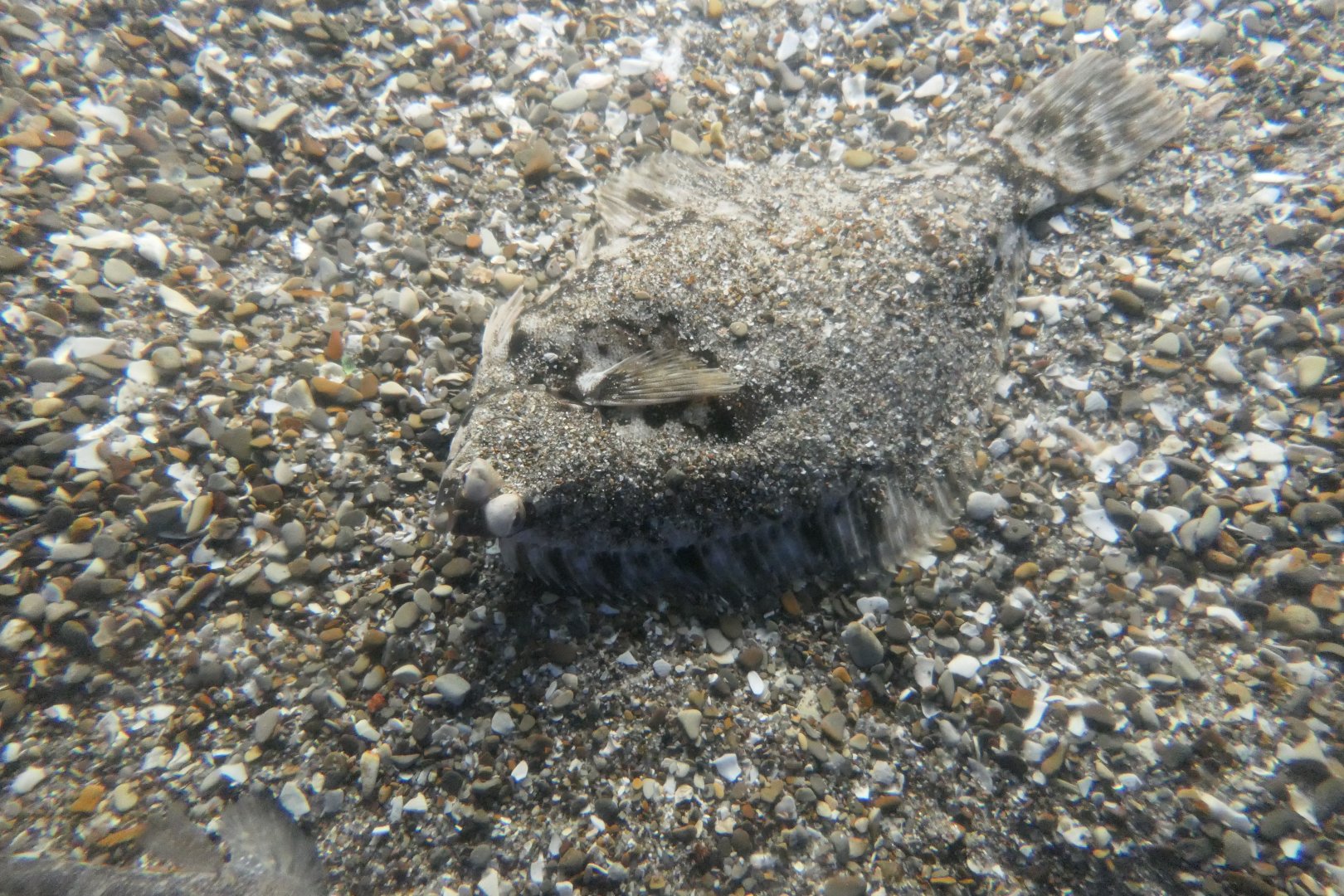 Marbled Flounder (Pseudopleuronectes yokohamae)