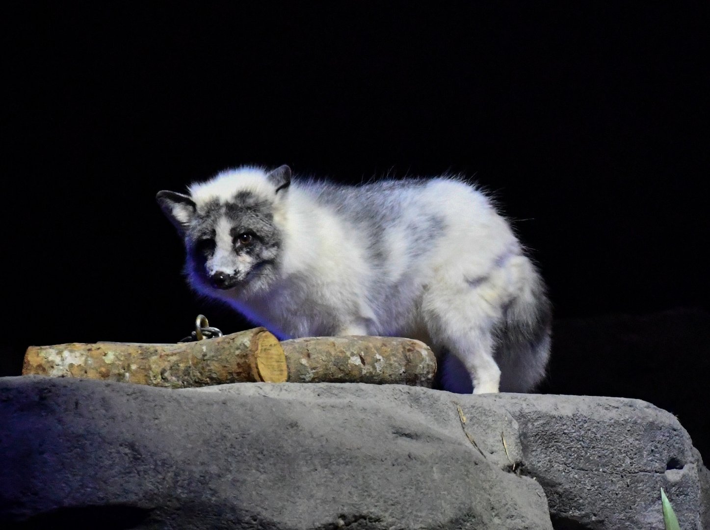 Marbled fox (Vulpes vulpes)