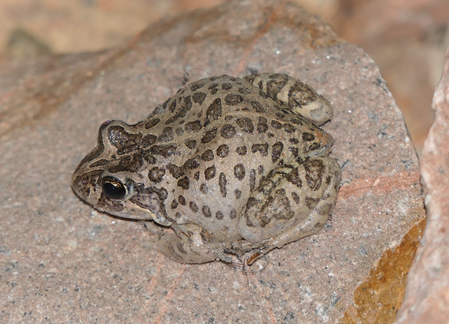 Marbled Frog (Limnodynastes convexiusculus)
