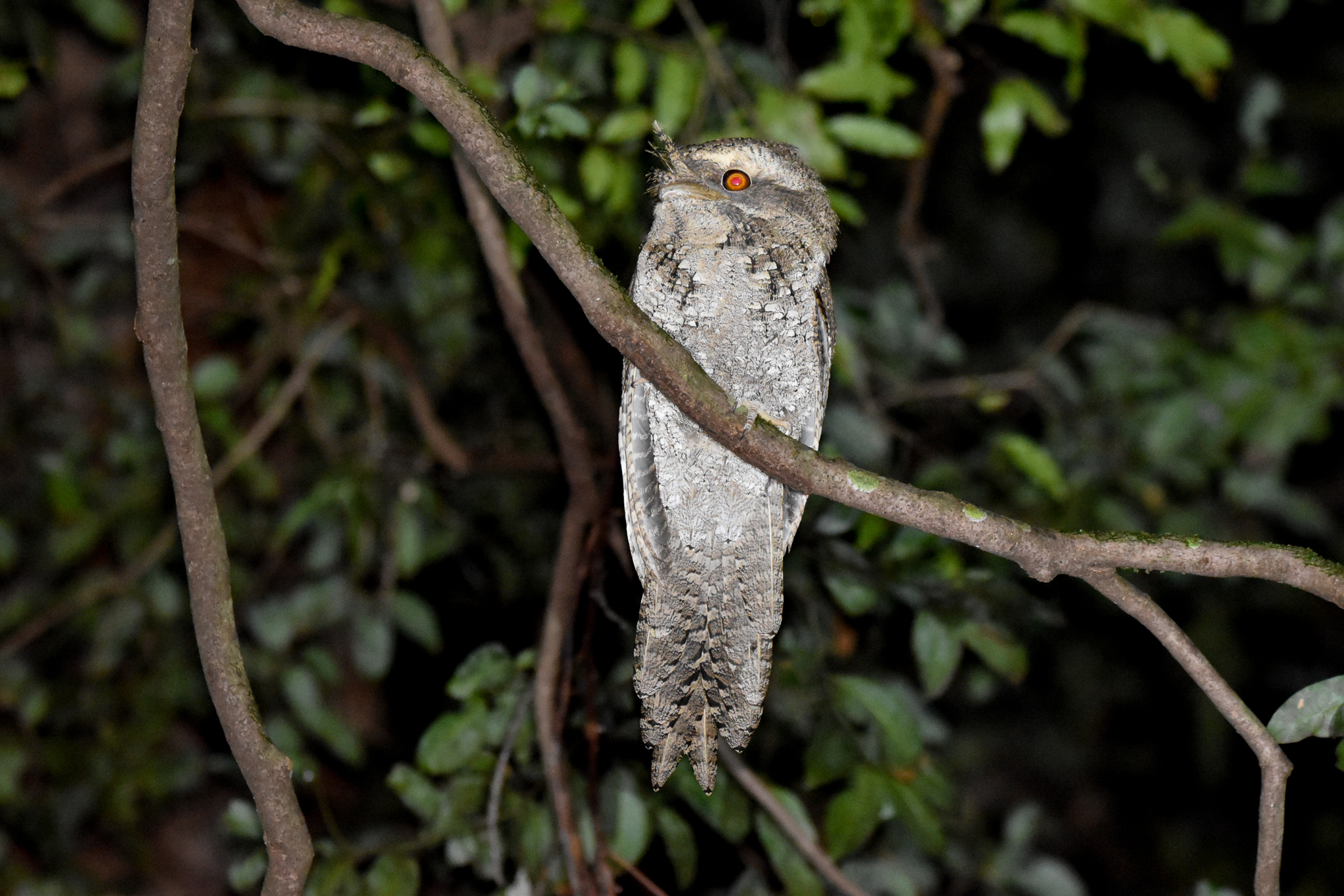 Marbled Frogmouth
