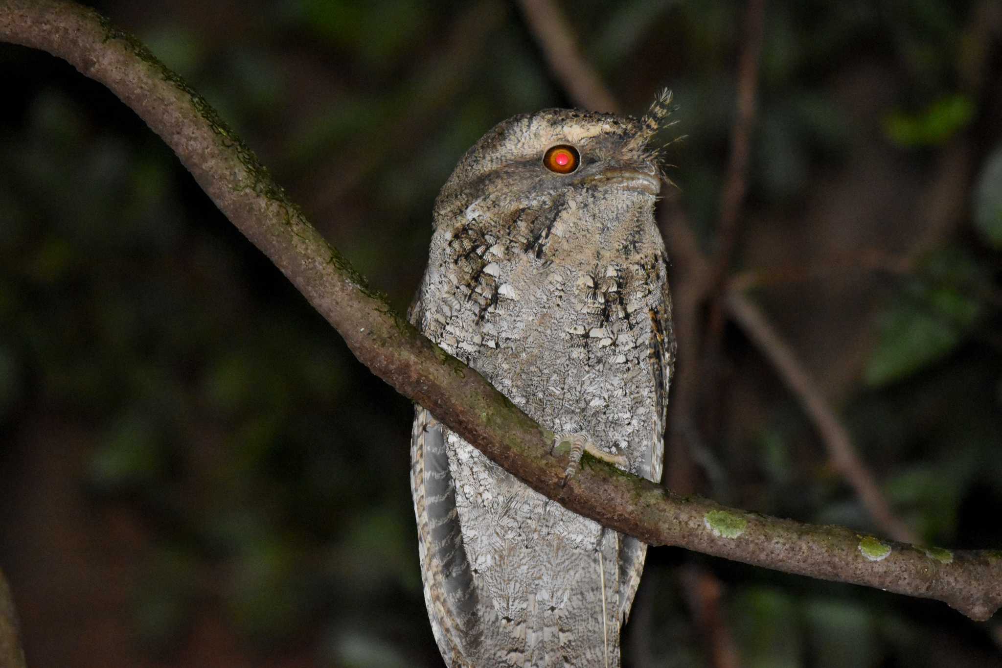 Marbled Frogmouth