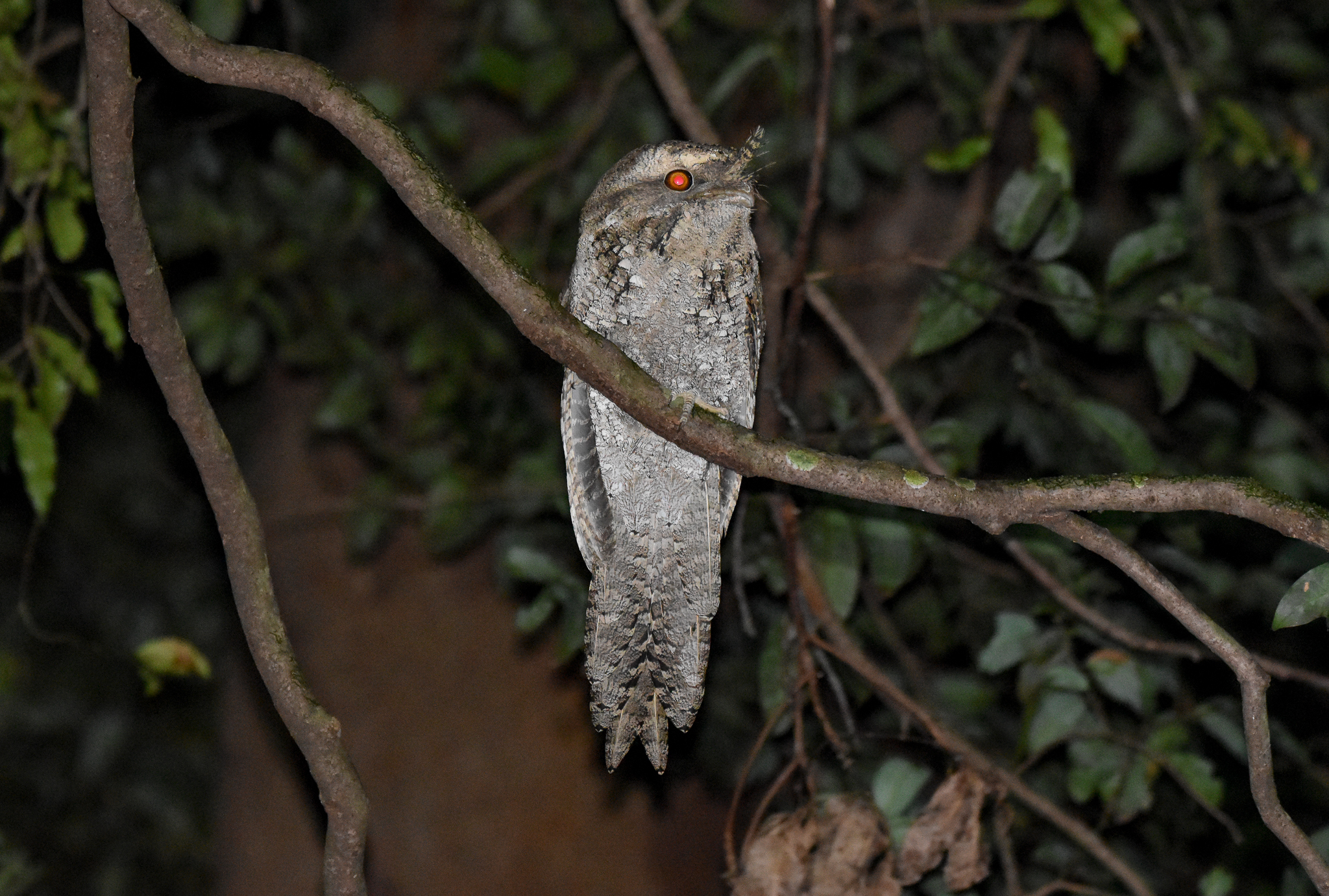 Marbled Frogmouth