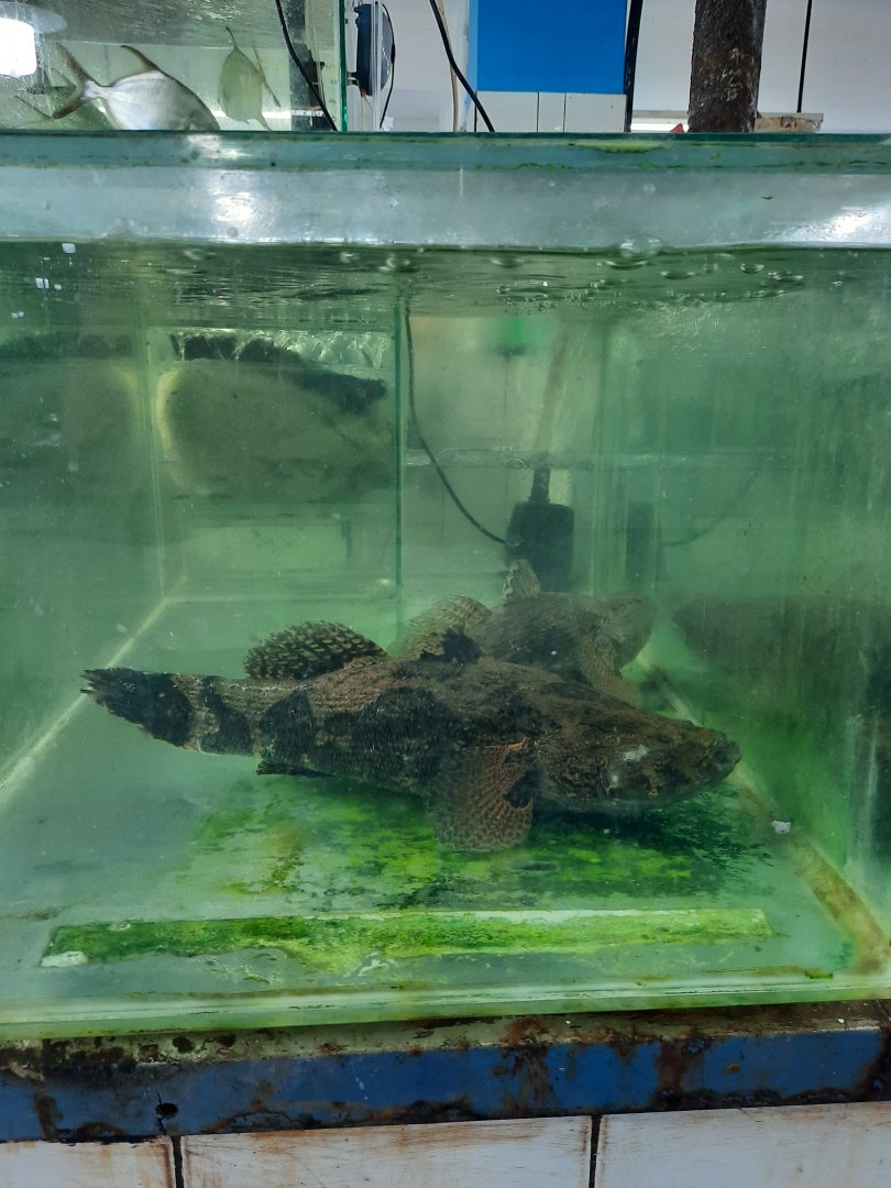 marbled goby (oxyeleotris marmorata)