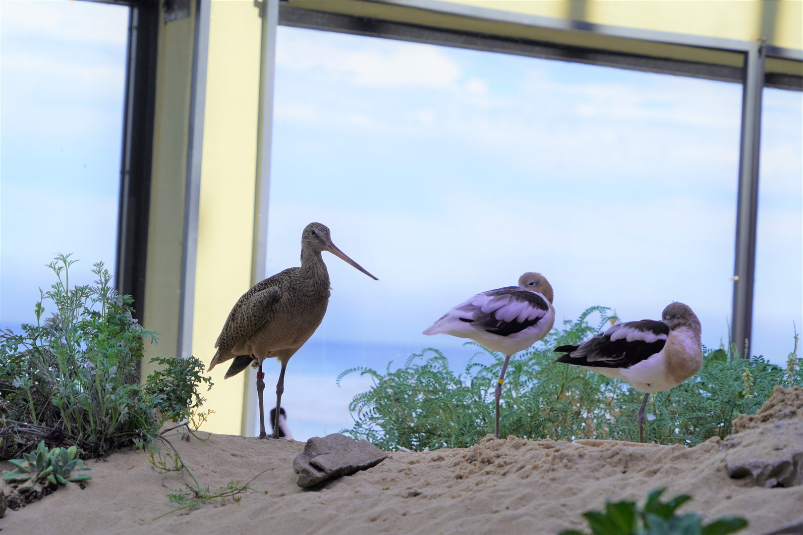 Marbled godwit and American avocets