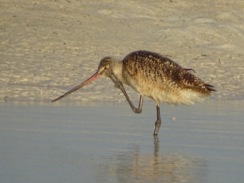 Marbled godwit (Limosa fedoa)