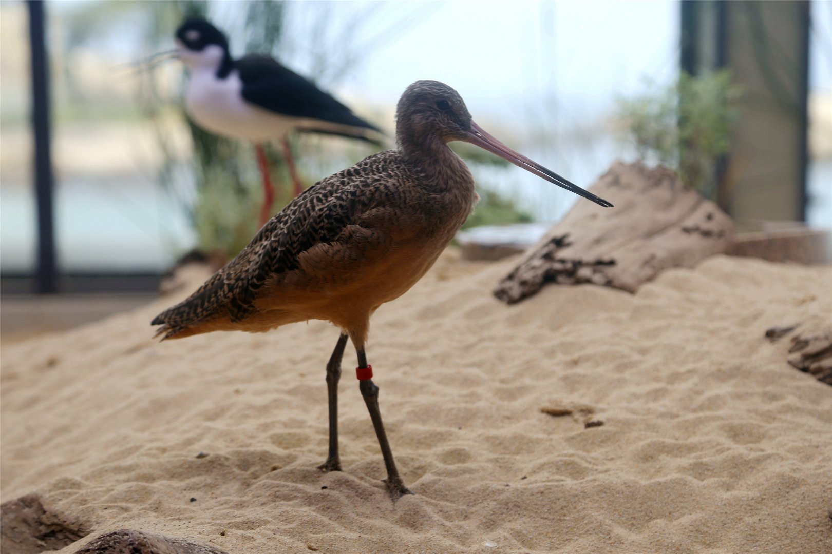 Marbled Godwit (Limosa fedoa)