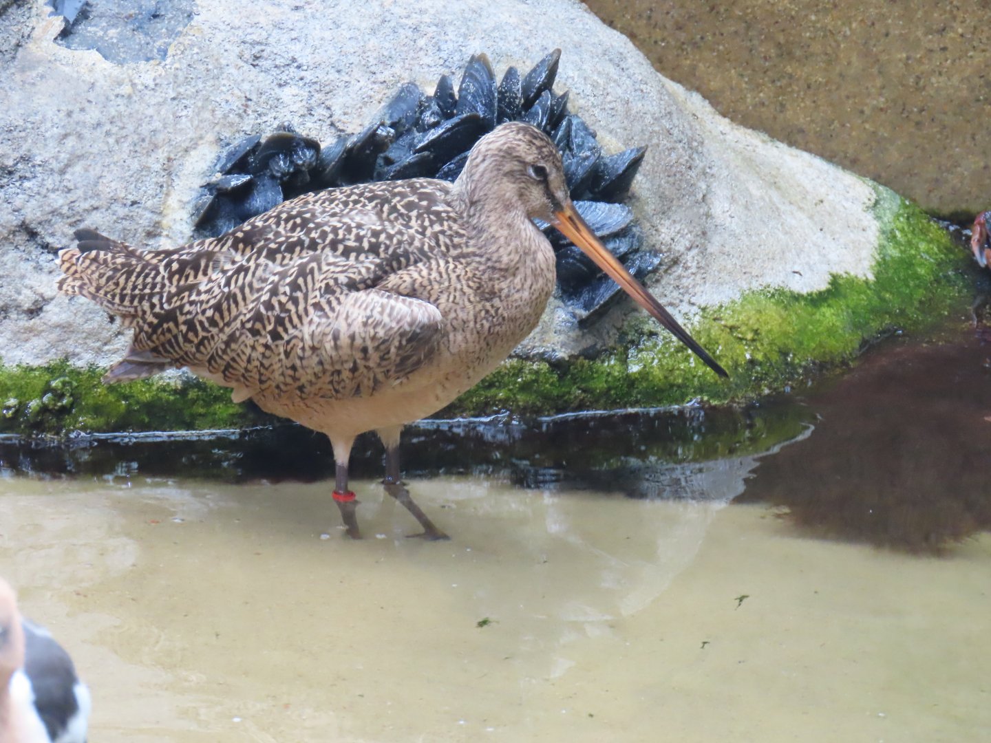 Marbled Godwit (Limosa fedoa)