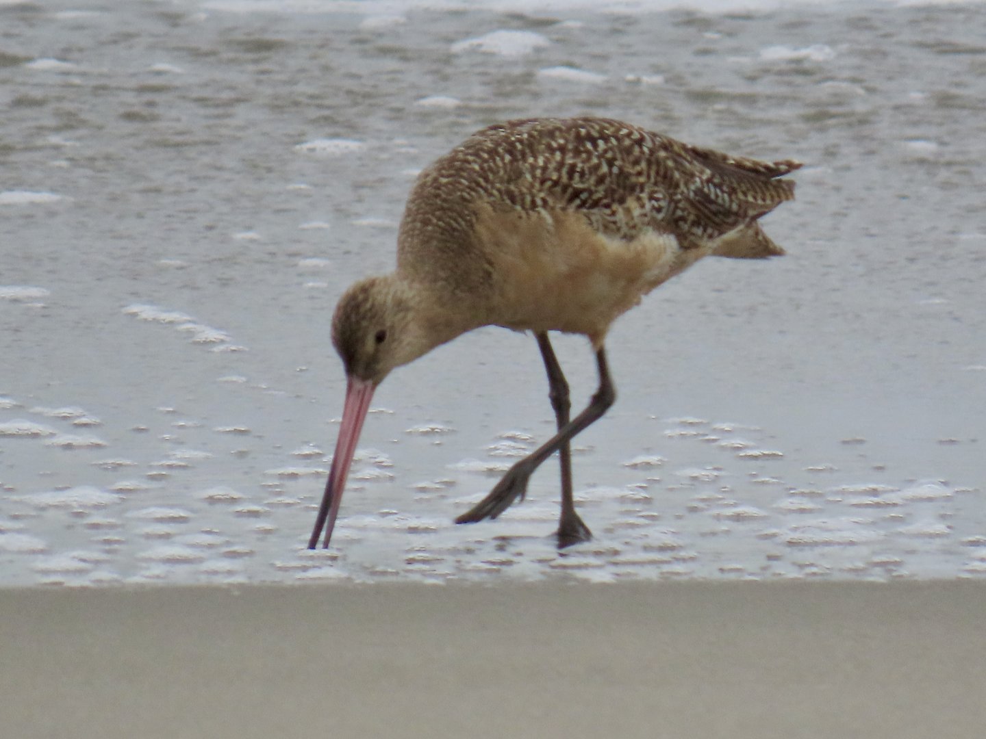 Marbled Godwit (Limosa fedoa)
