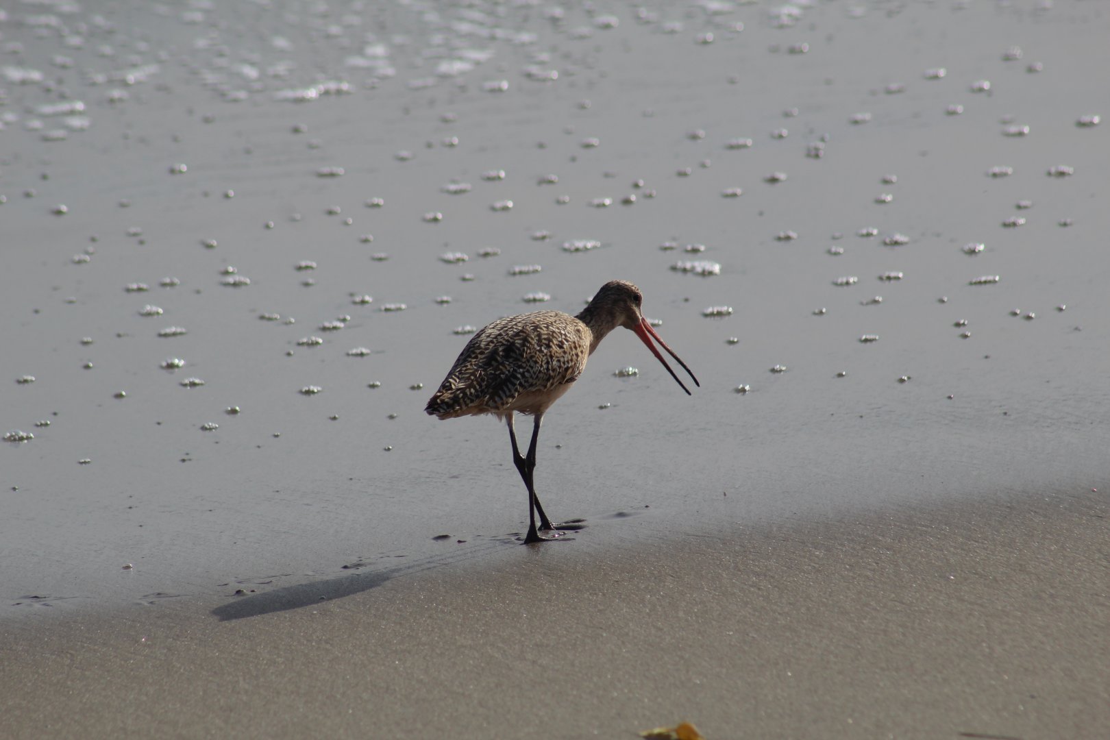 Marbled Godwit