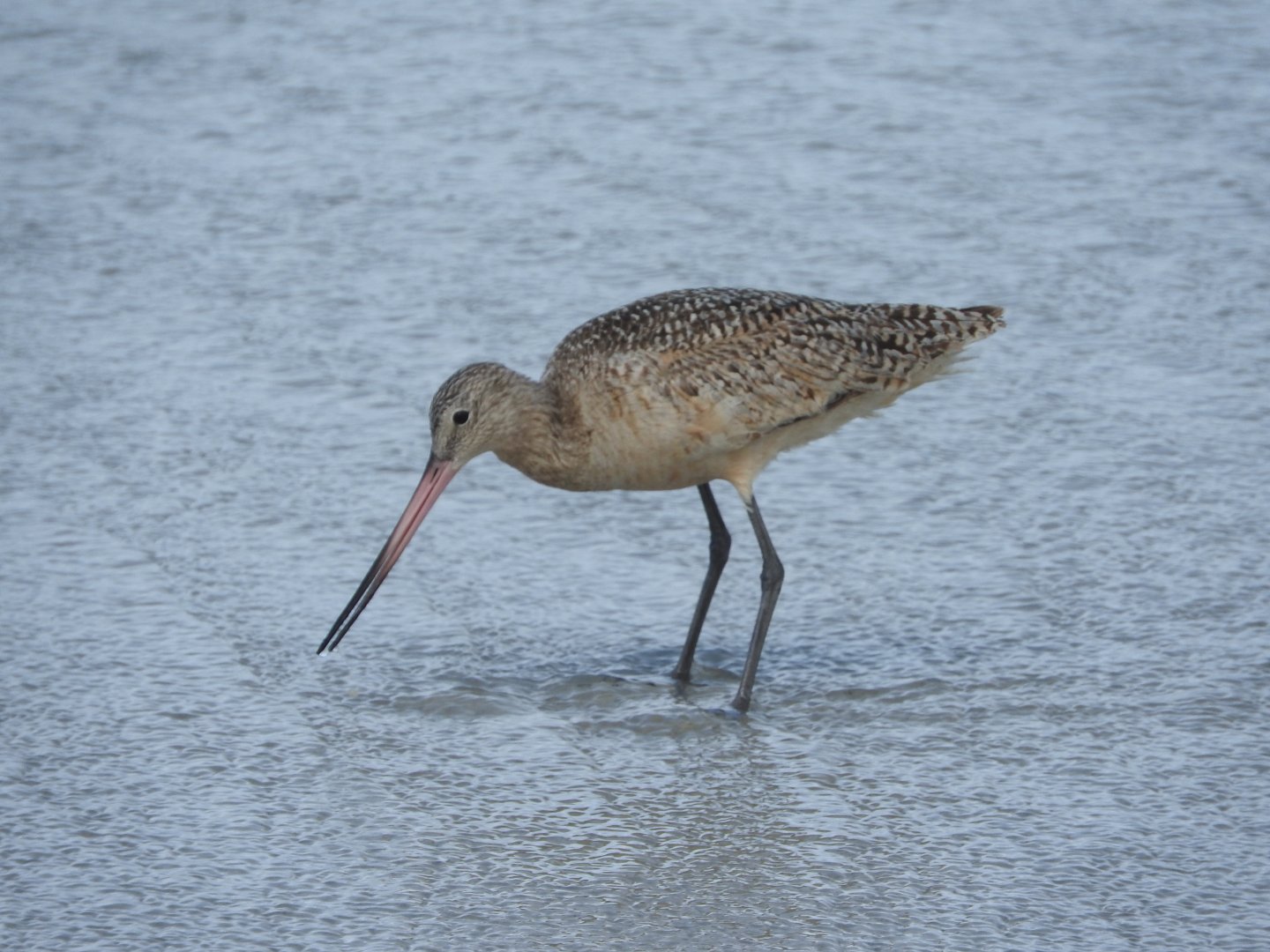 Marbled Godwit