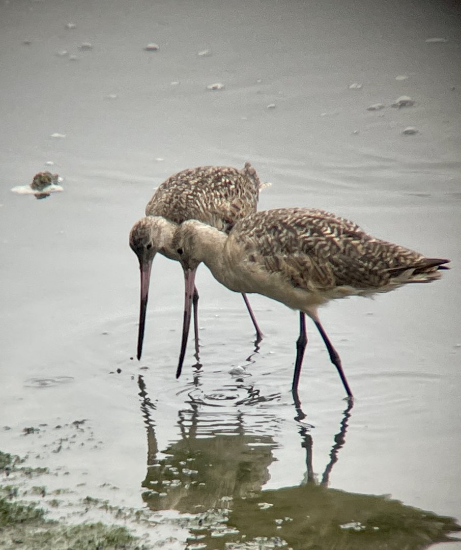 Marbled Godwit