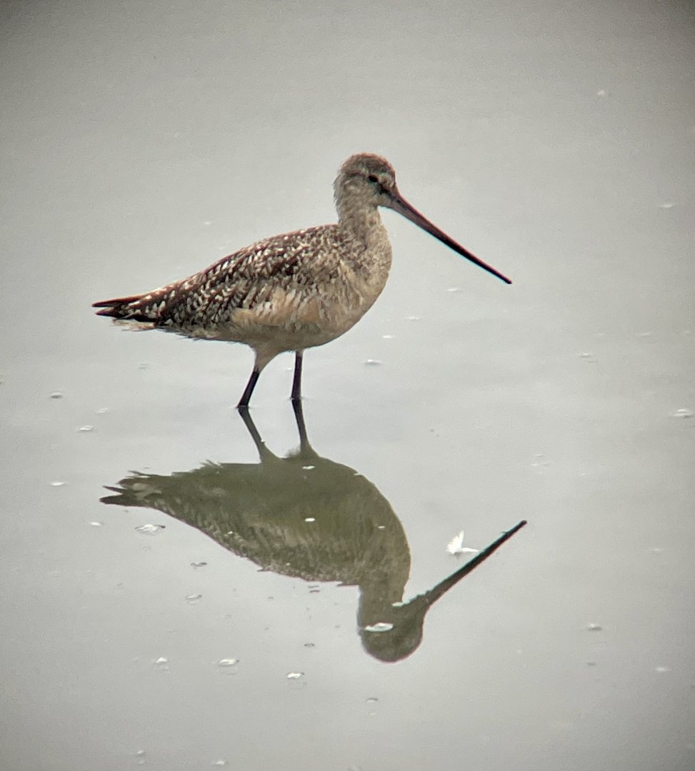 Marbled Godwit