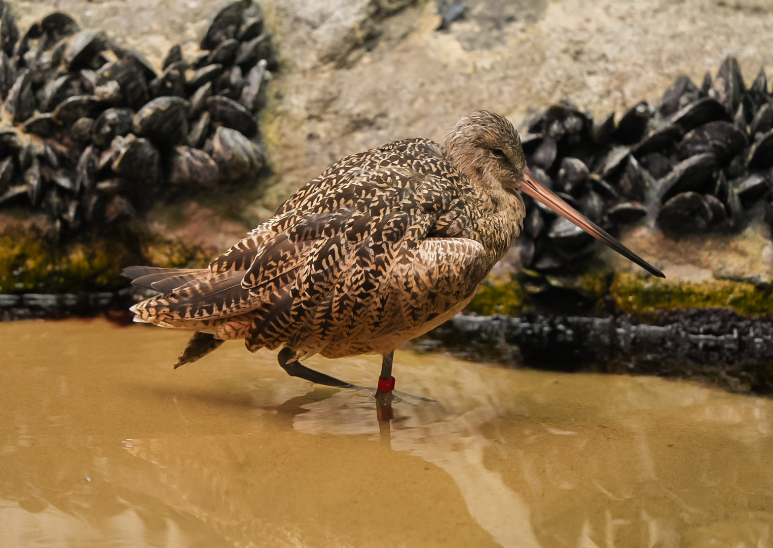 Marbled Godwit
