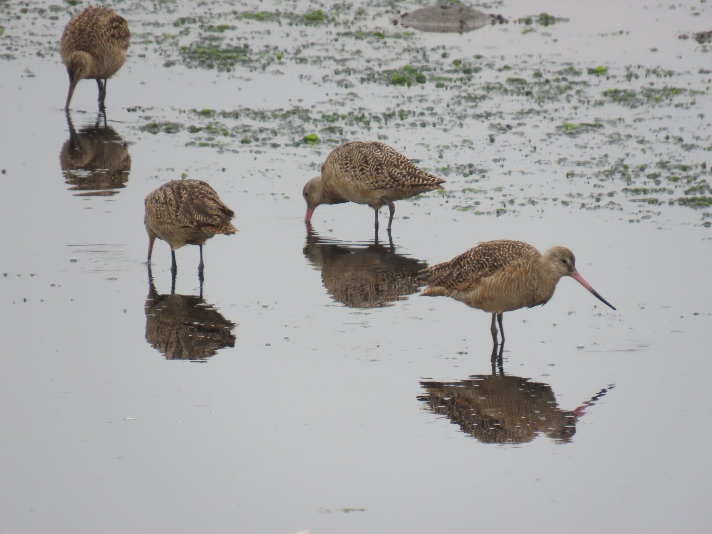 Marbled Godwits (Limosa fedoa)