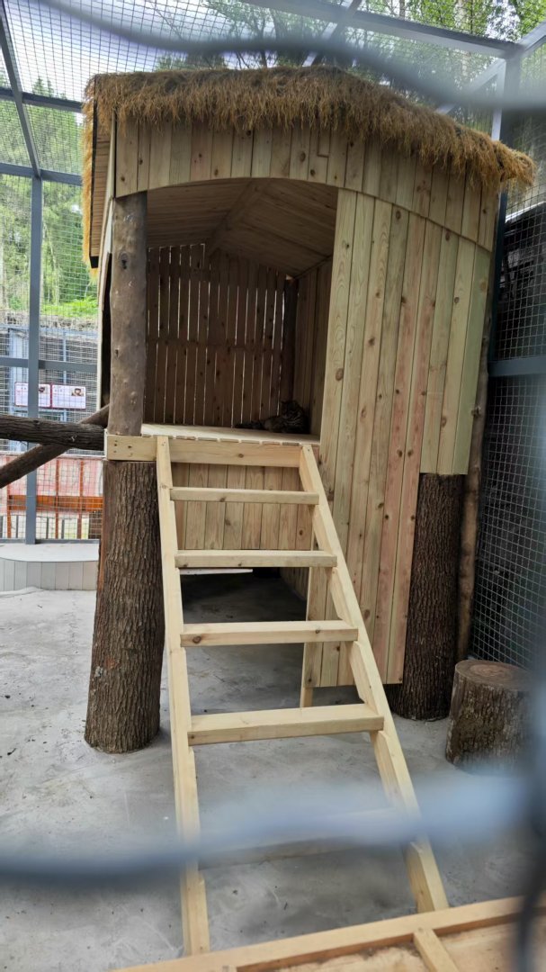 Marbled golden cat in new enclosure (photo by YuLiu)