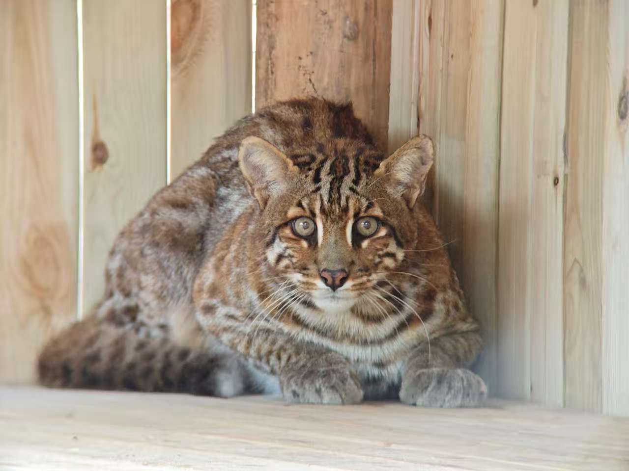 Marbled golden cat in new enclosure (photo by YuLiu)