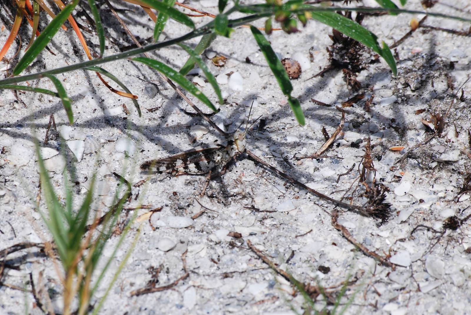Marbled Grasshopper, Cayo Costa, October 2013