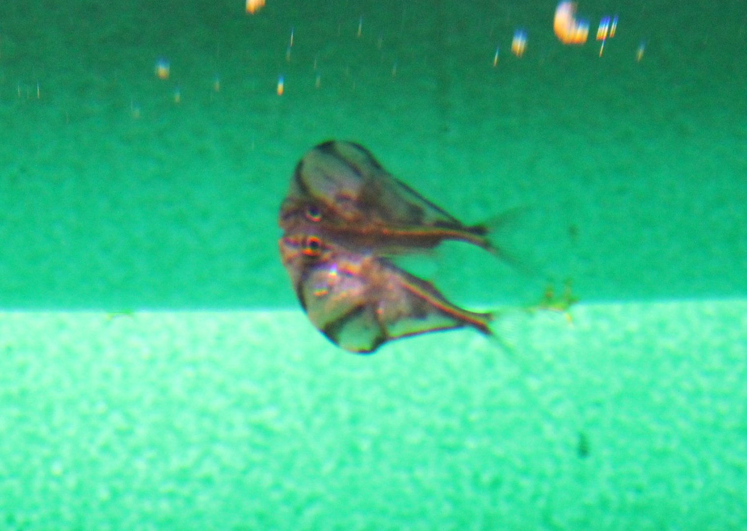 Marbled hatchetfish - Carnegiella strigata